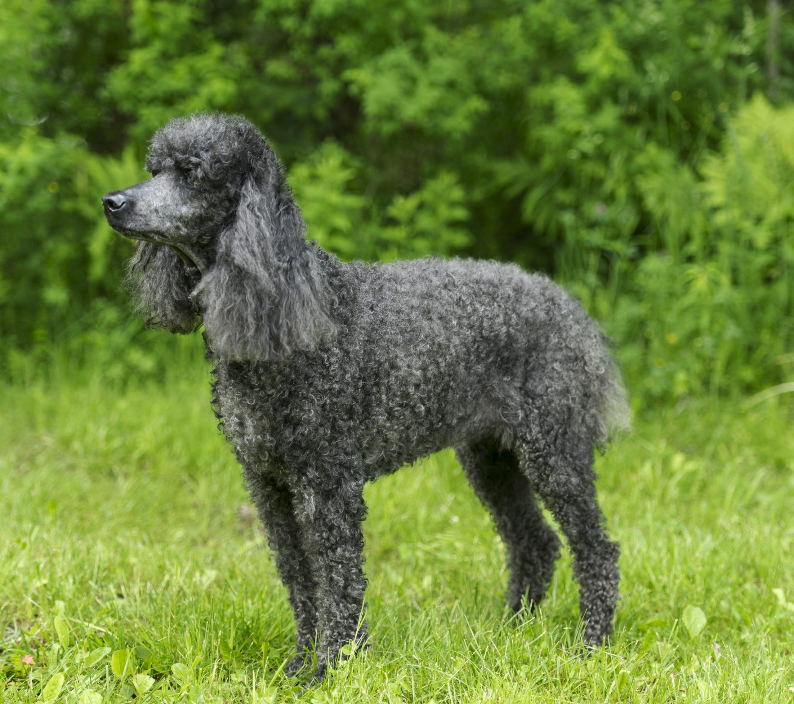 Black,Standard,Poodle,Standing,In,Grass