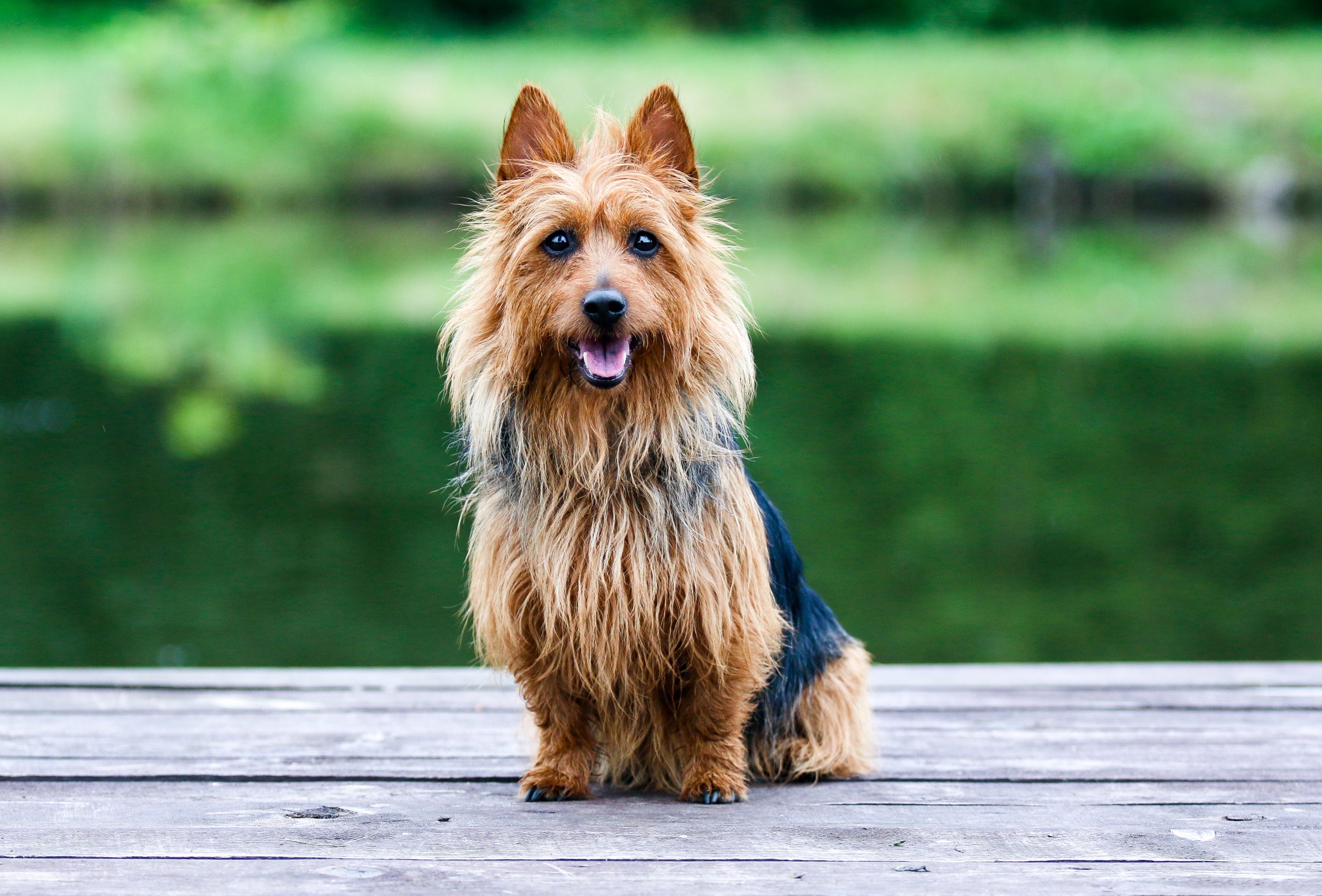 Summer,Portrait,Of,Black,And,Sable,Tan,Purebred,Typical,Australian