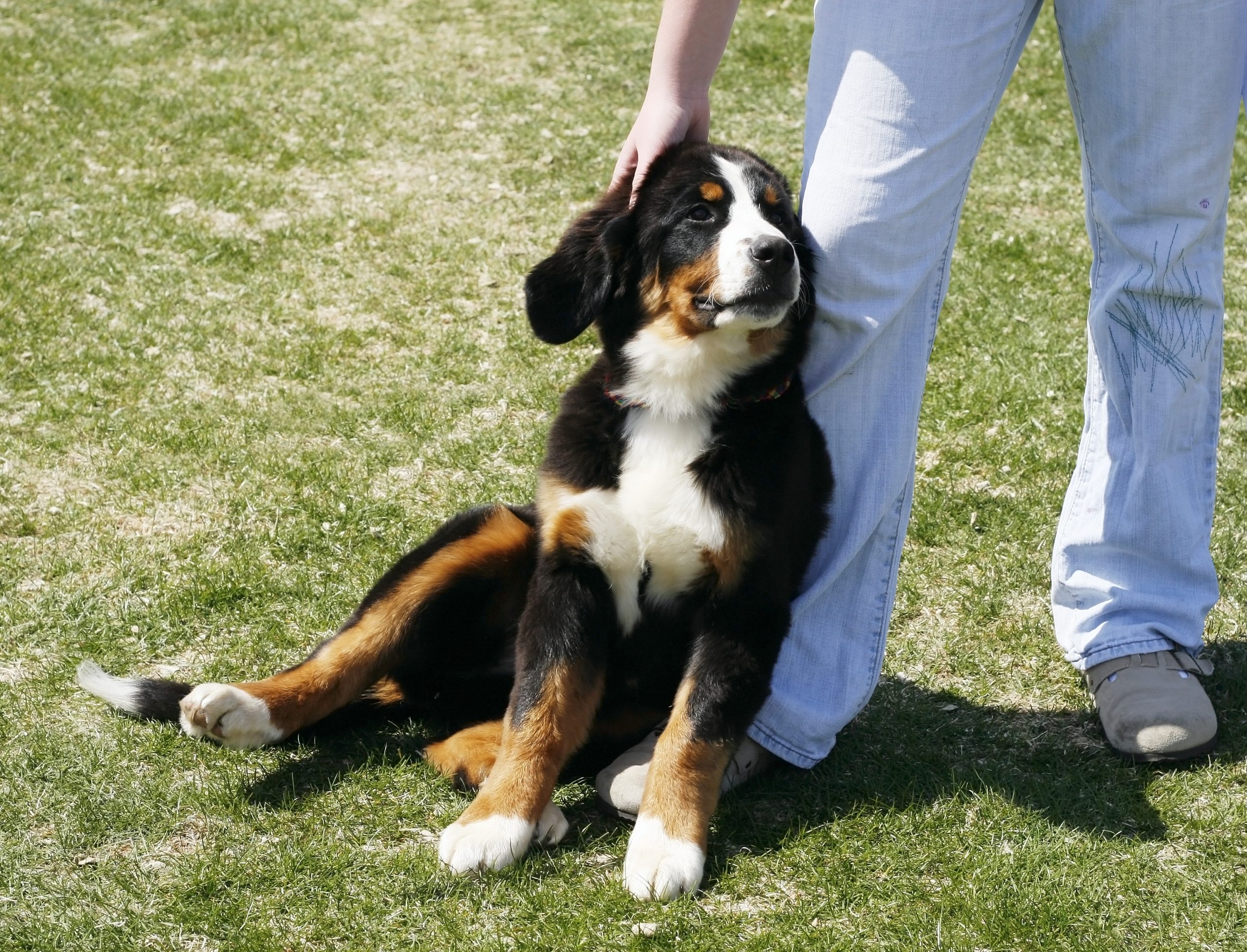 Beautiful,Bernese,Mountain,Dog,Puppy,Leaning,Next,To,Owner's,Legs