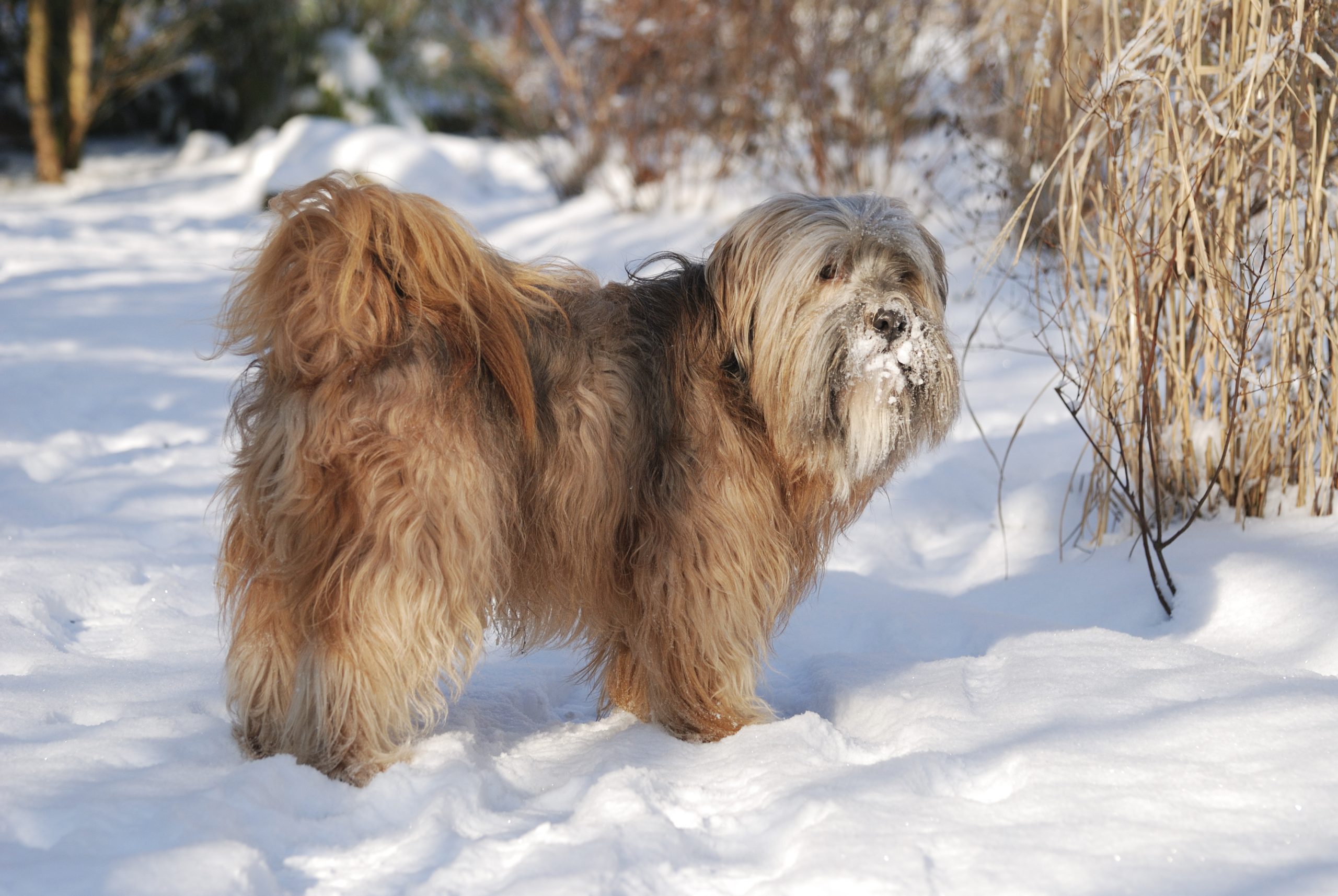 Male,Tibetan,Terrier,In,The,Snow