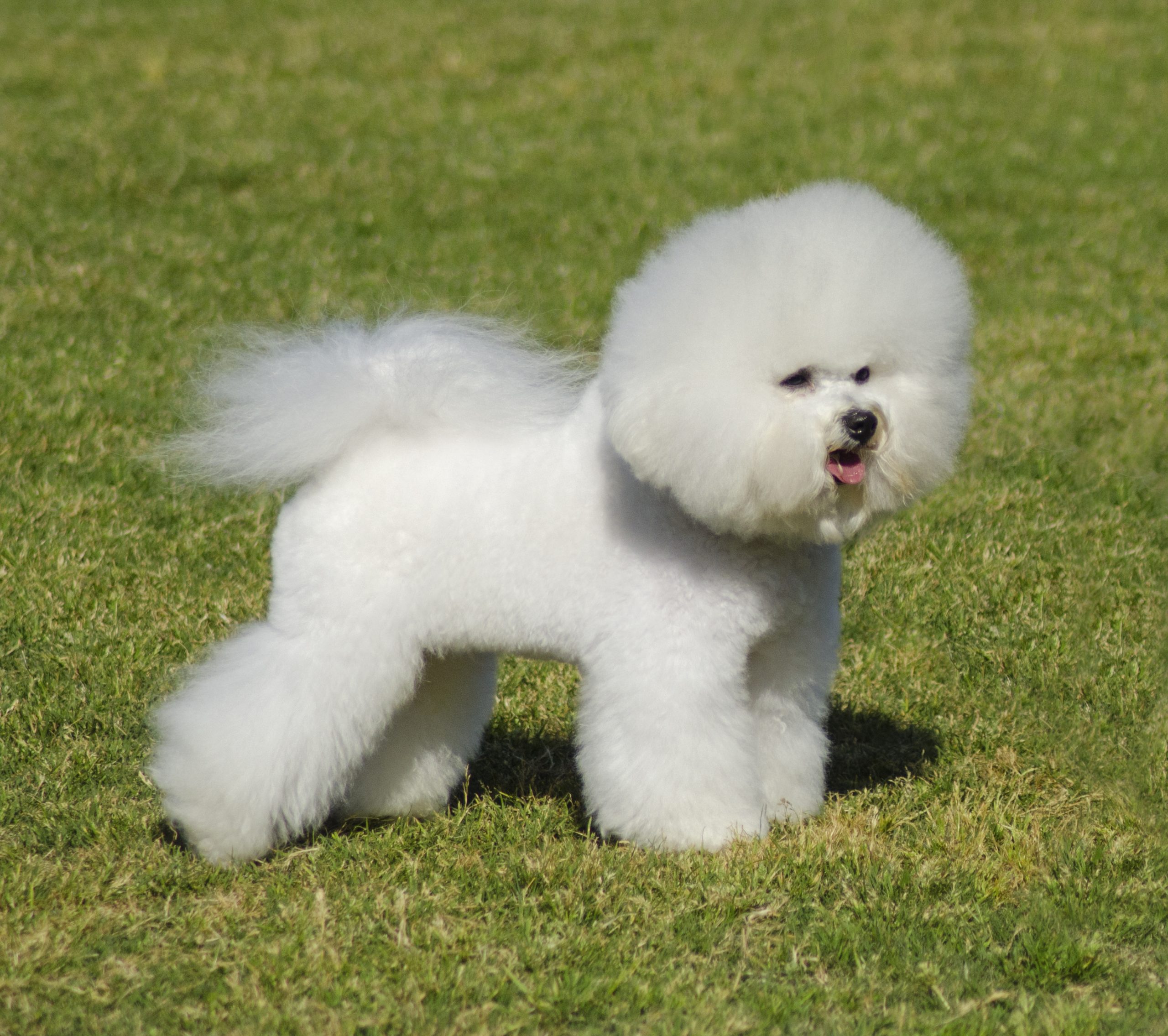 A,Small,Beautiful,And,Adorable,Bichon,Frise,Dog,Standing,On