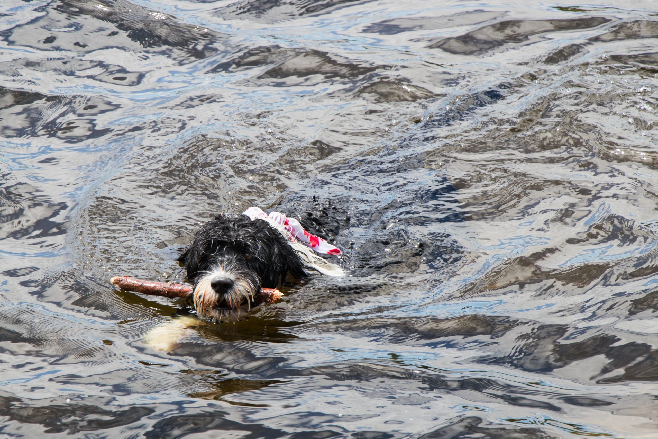 Black,And,White,Portuguese,Water,Dog,Retrieving,A,Stick,In