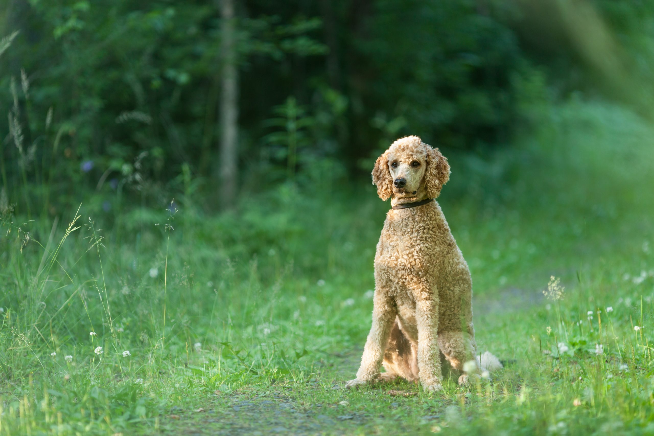 Standard,Poodle,Sitting,On,The,Path,In,Green,Forest,And