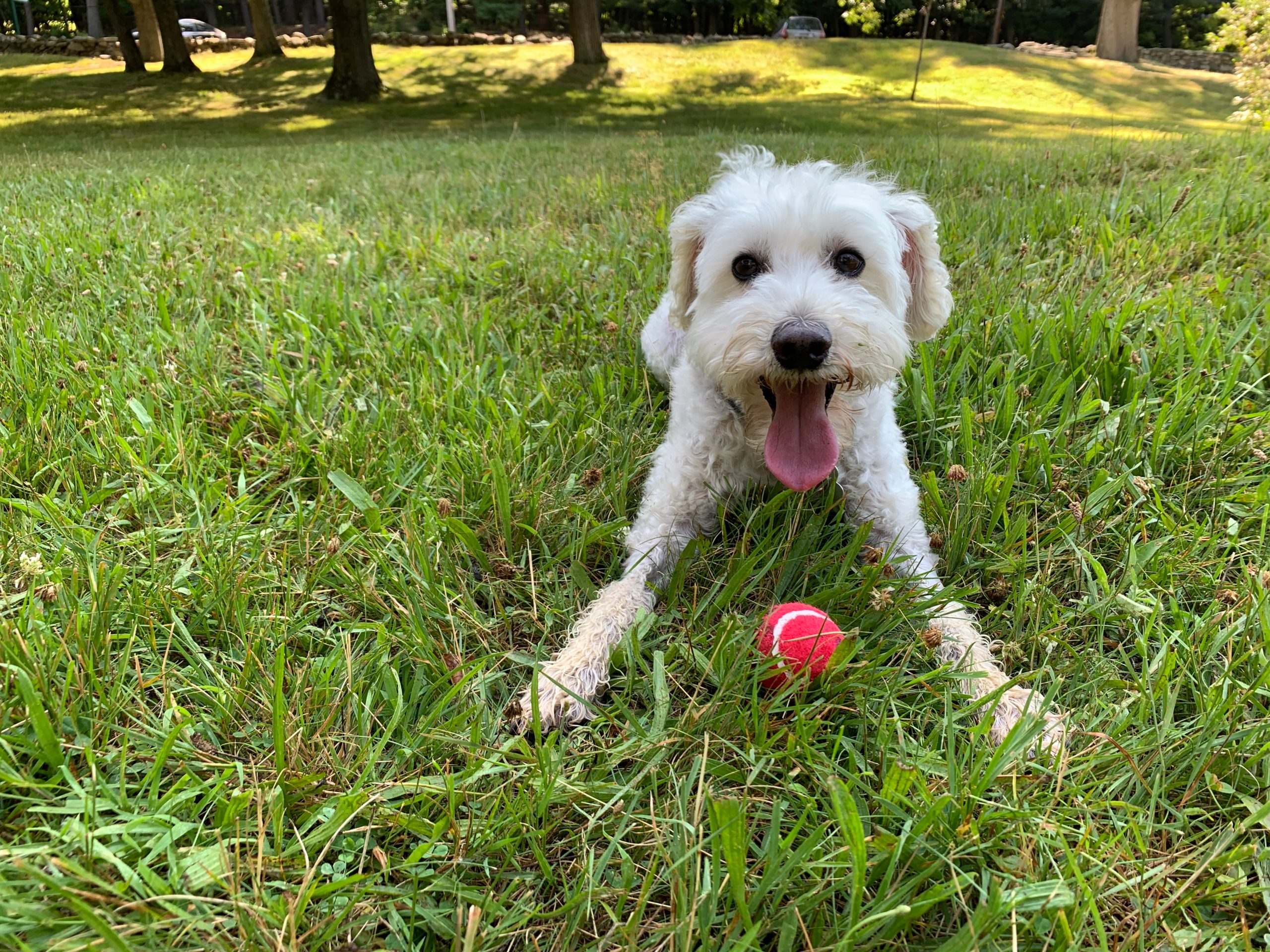 White,Schnauzer/,Schnoodle,Happy,In,Front,Of,A,Ball,At