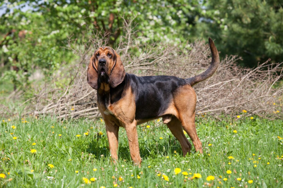 Bloodhound