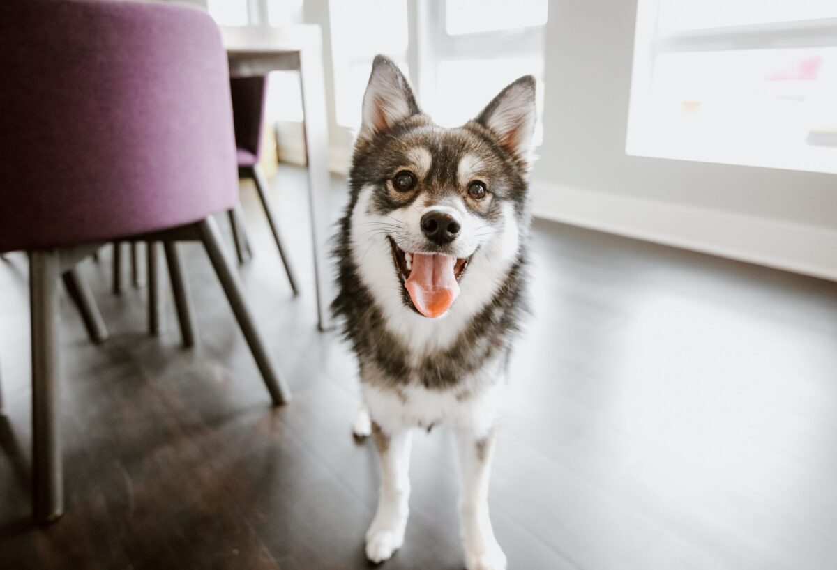 Pomsky