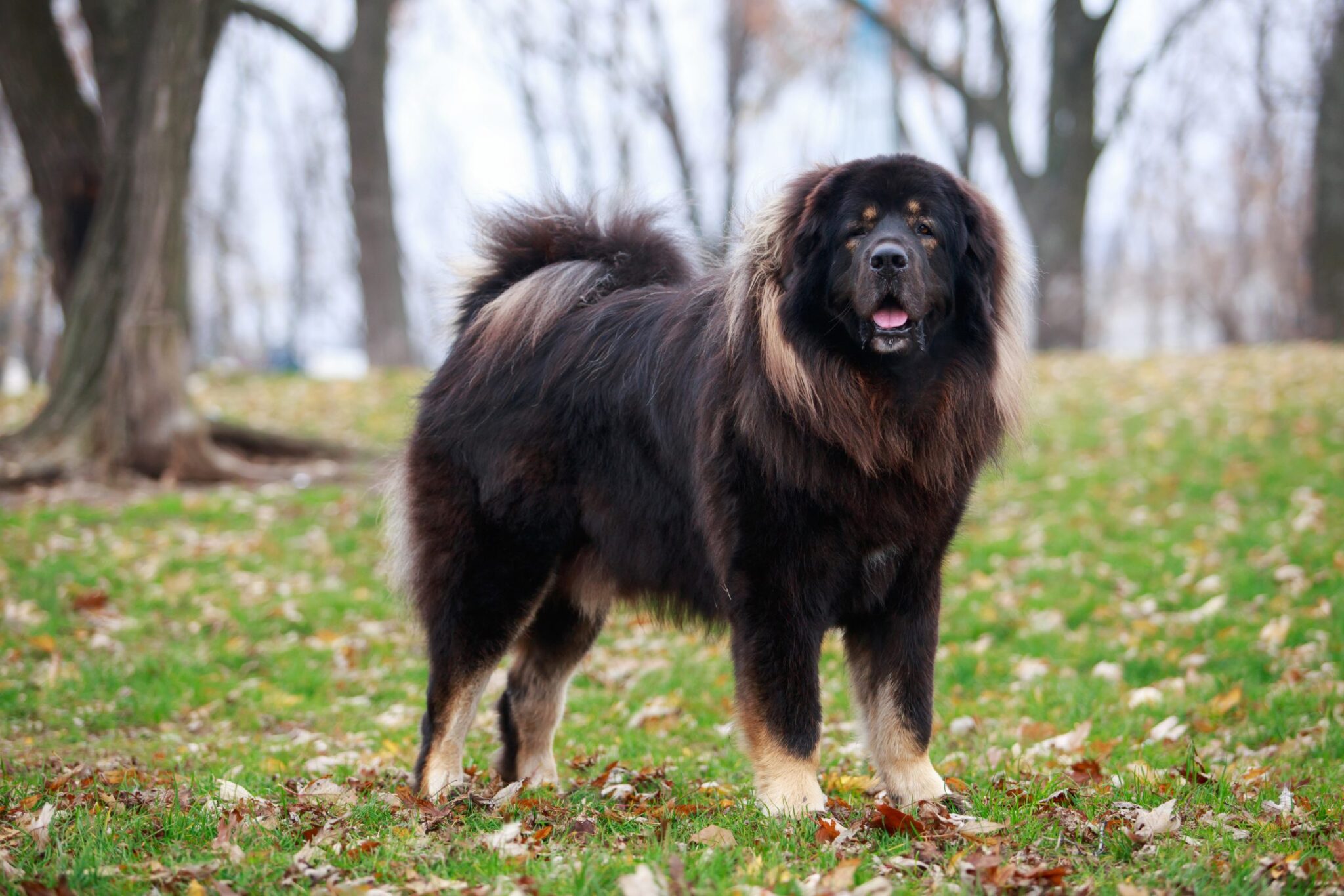 25 Large Dog Breeds That Will Be Your Gentle Protector IHeartDogs 25 Large Dog Breeds That Will Be Your Gentle Protector IHeartDogs