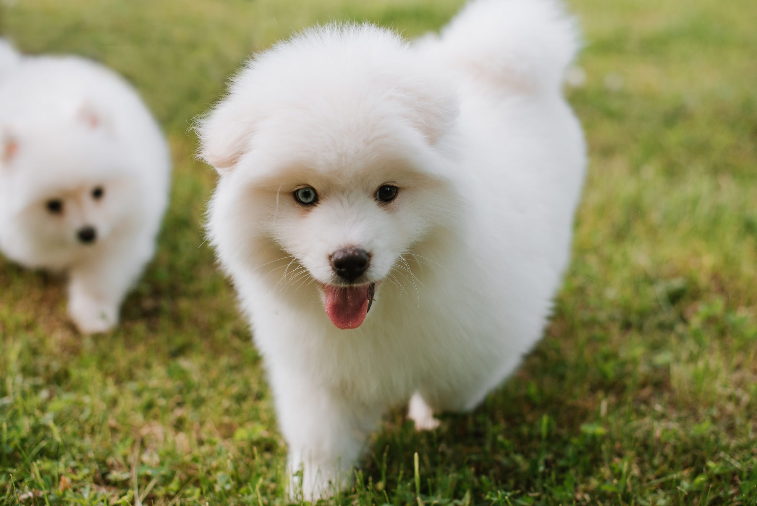 White,Little,Puppies,Playing,On,Green,Grass,During,Walking,In