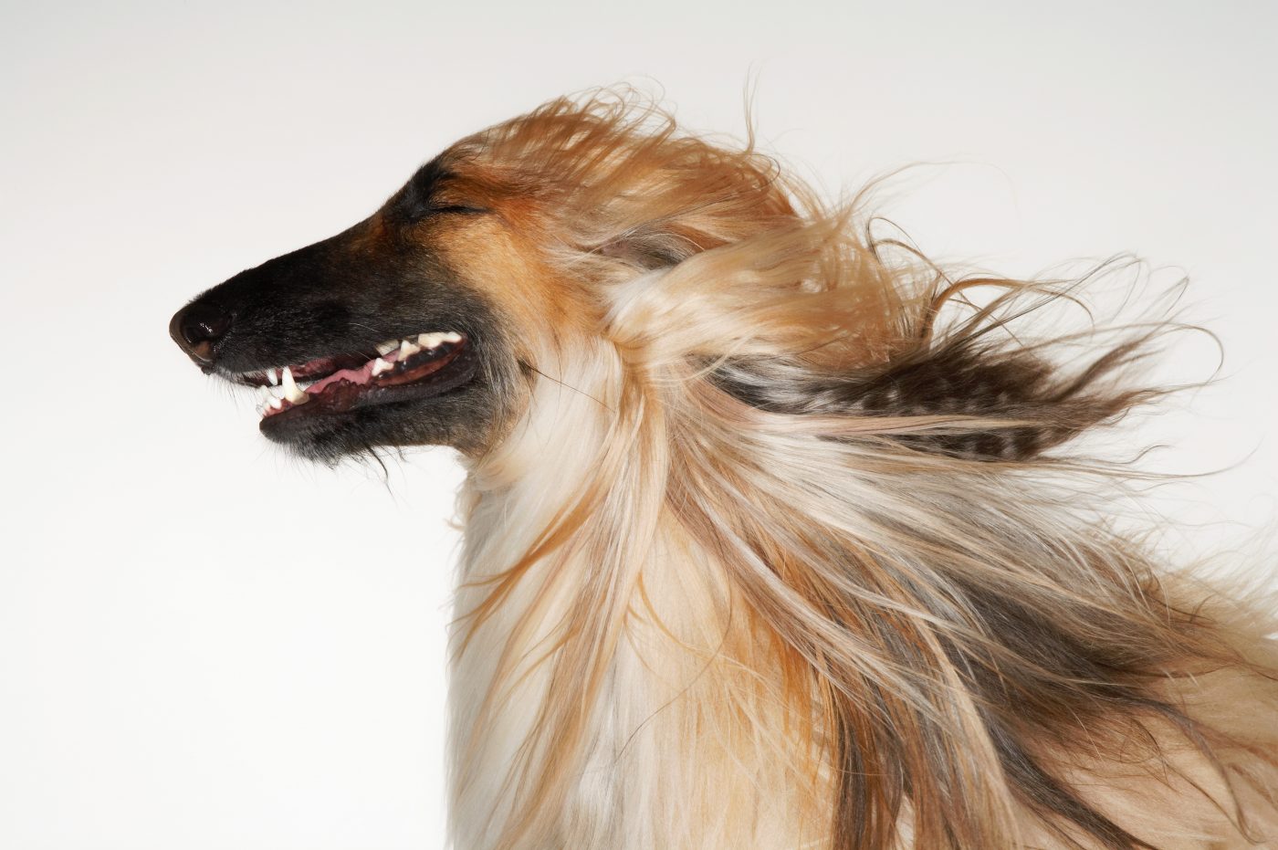 Afghan Hound