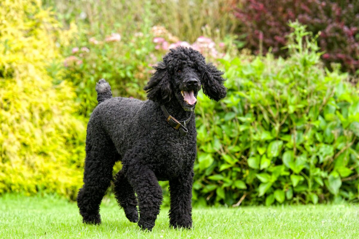 Standard Poodle