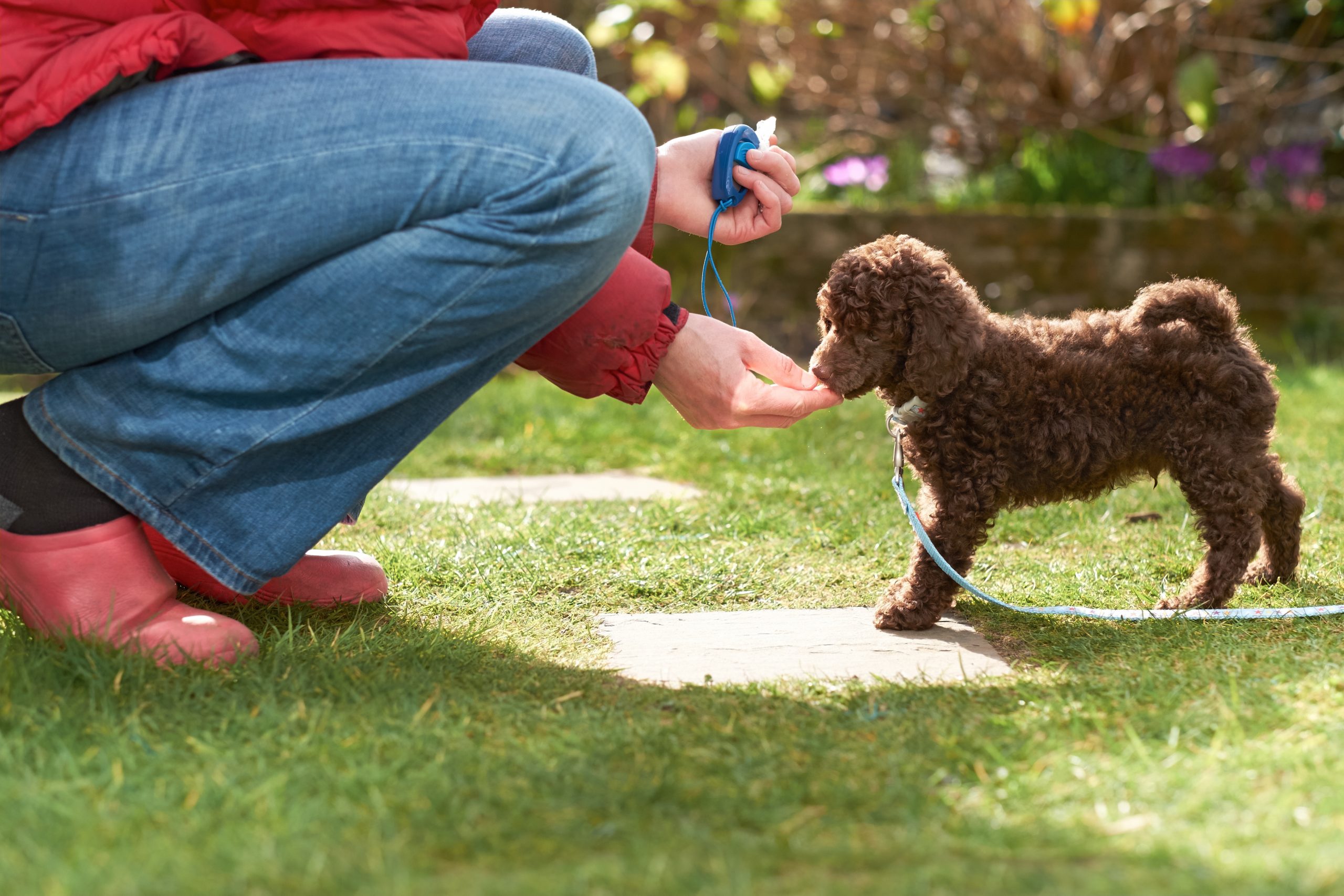 Lead,And,Clicker,Training,For,A,Miniature,Poodle,Puppy,In