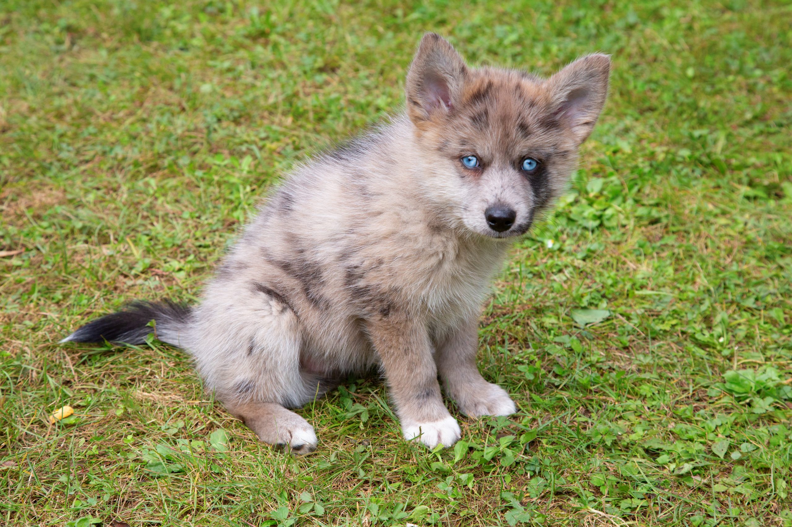Adorable,Blue,Eyed,Pomsky,Puppy.,Pomsky,Is,An,Artificial,Breed,