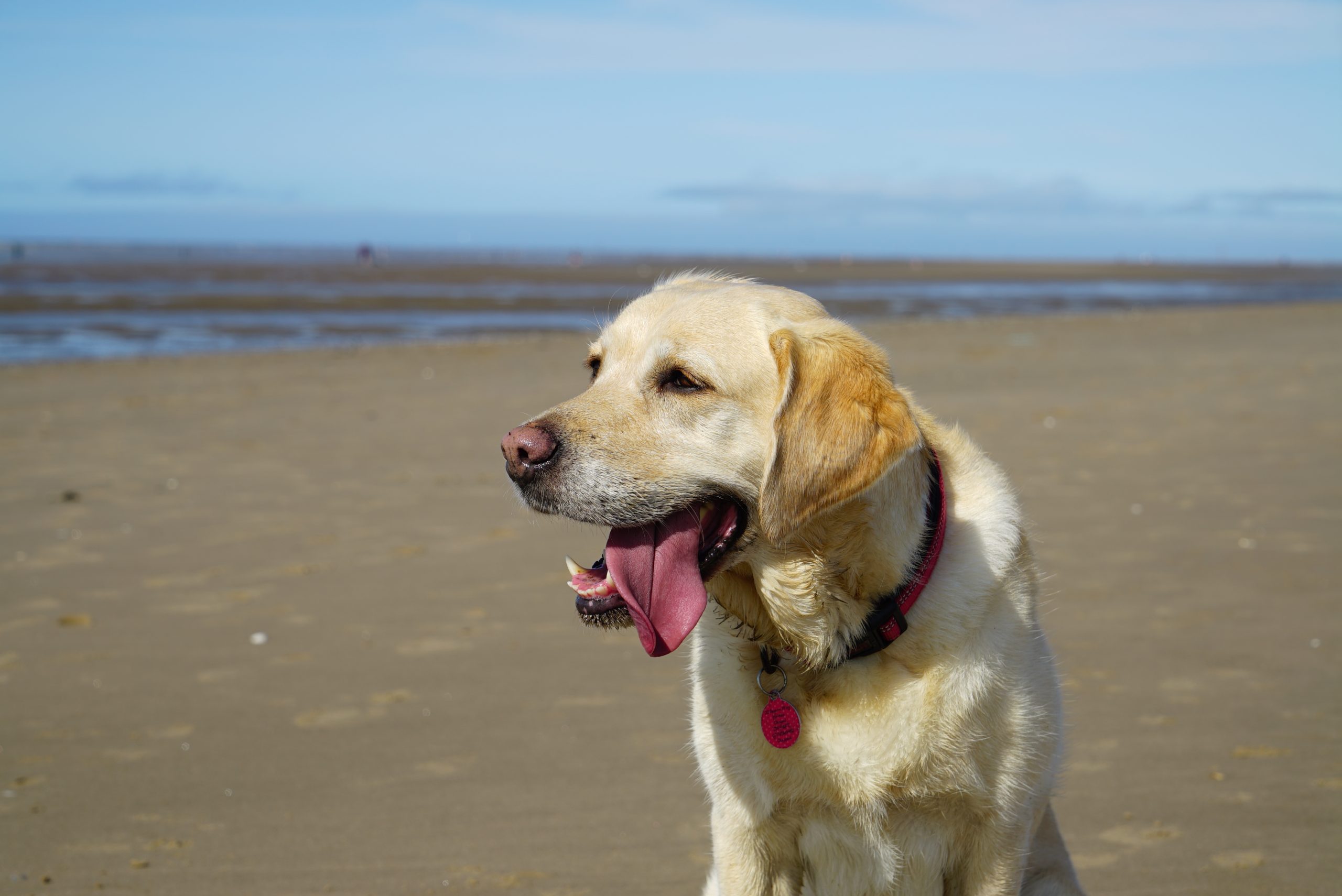Goldador,Dog,On,English,Beach