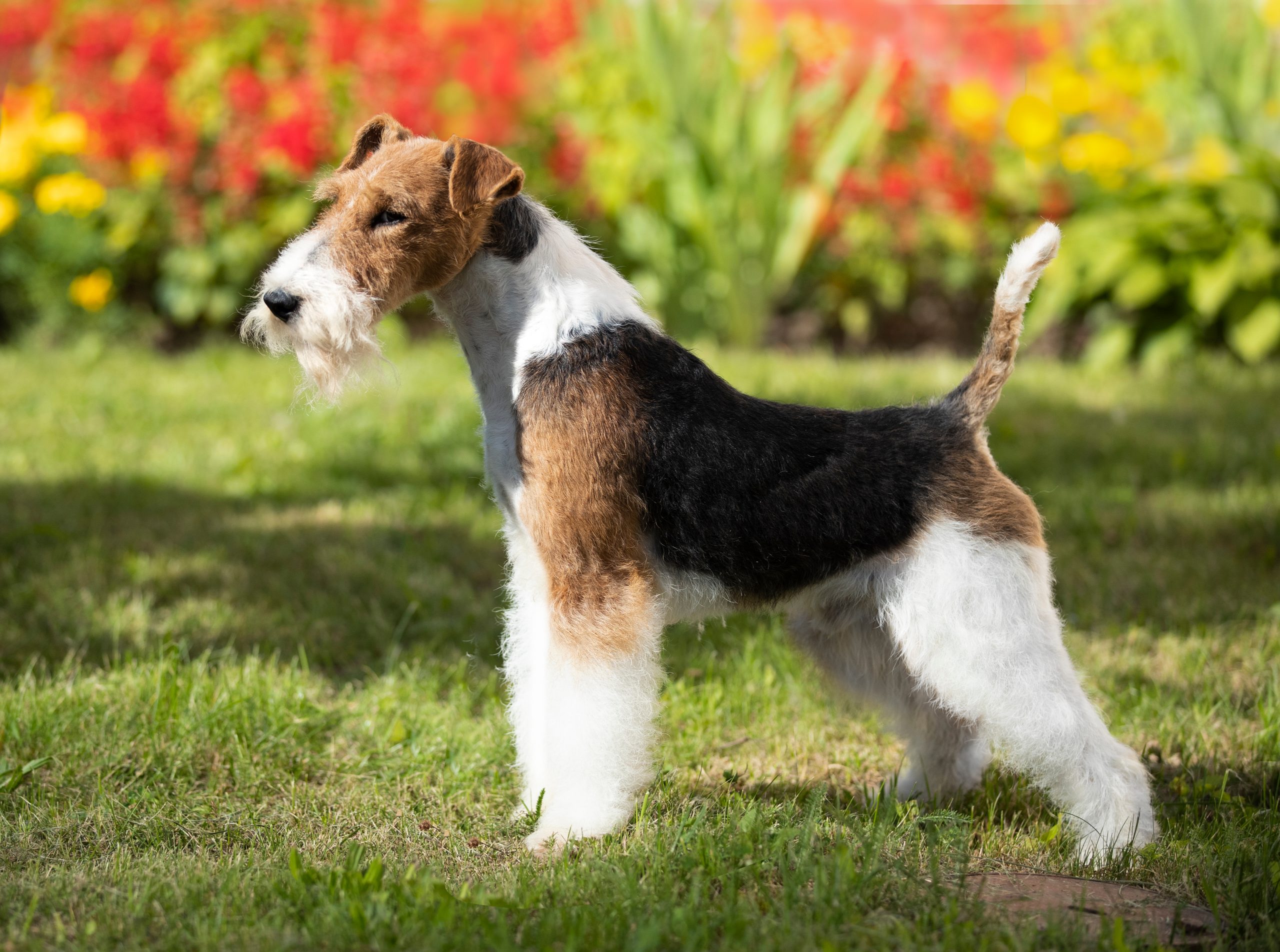 Fox,Terrier,,Portrait,Of,A,Terrier,Dog,Against,The,Background