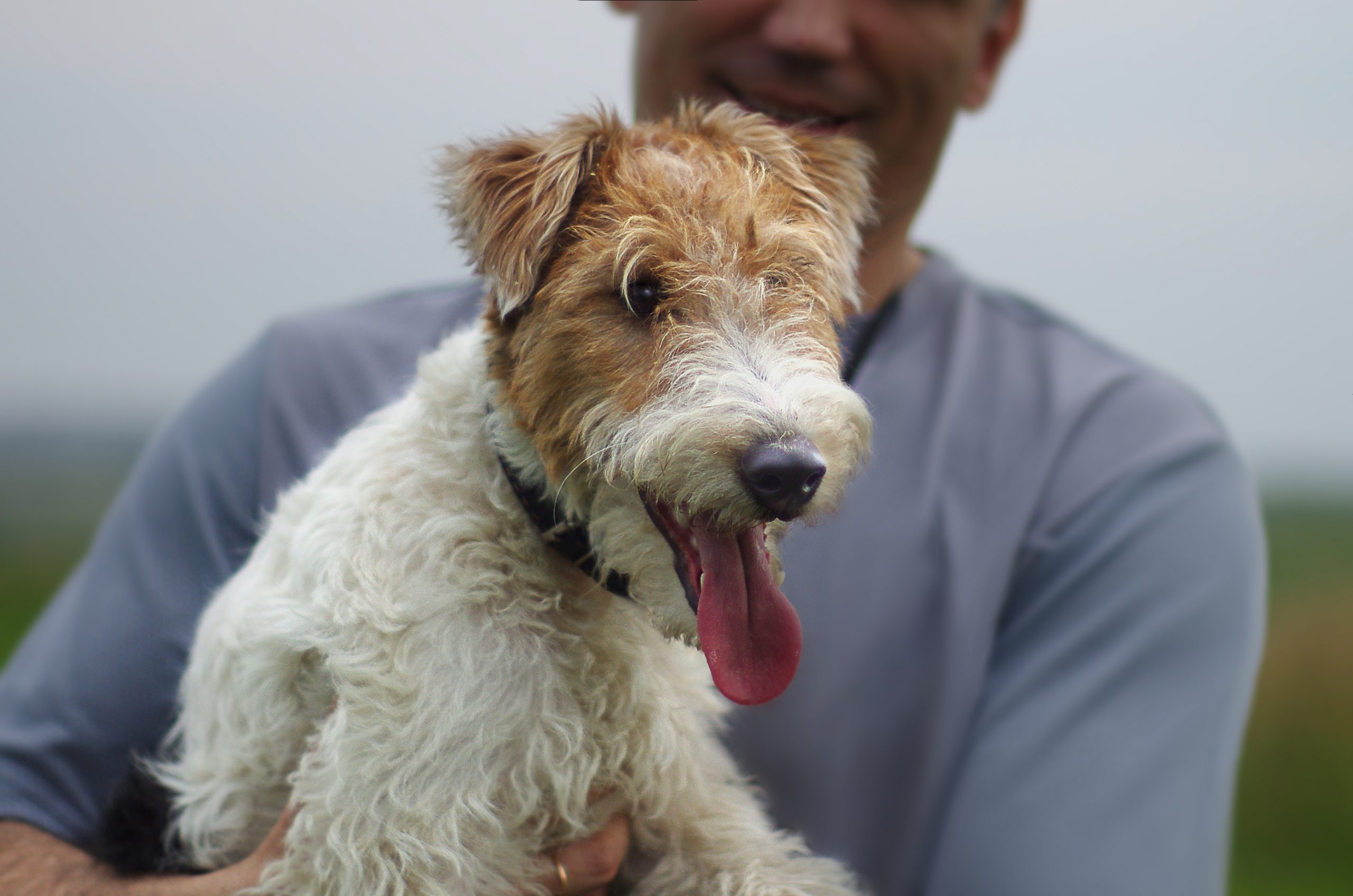 Adult,Man,Hugging,Wirehaired,Fox,Terrier,Portrait.,Dog,Pet,,Cute