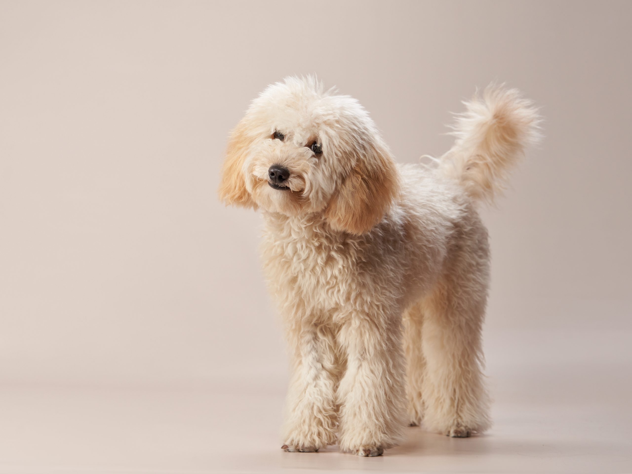 Maltipoo,On,A,Beige,Background.,Curly,Dog,In,Photo,Studio.