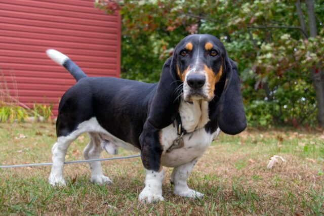 Basset Hound