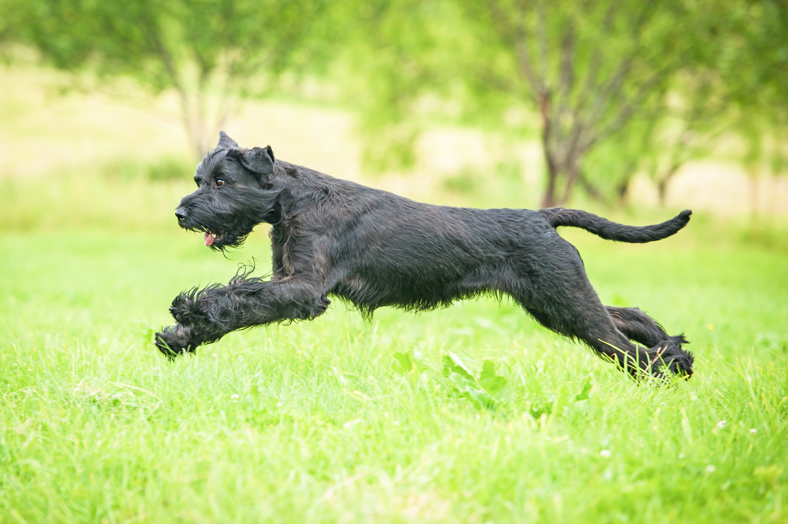 Giant,Schnauzer,Dog,Playing,On,The,Meadow