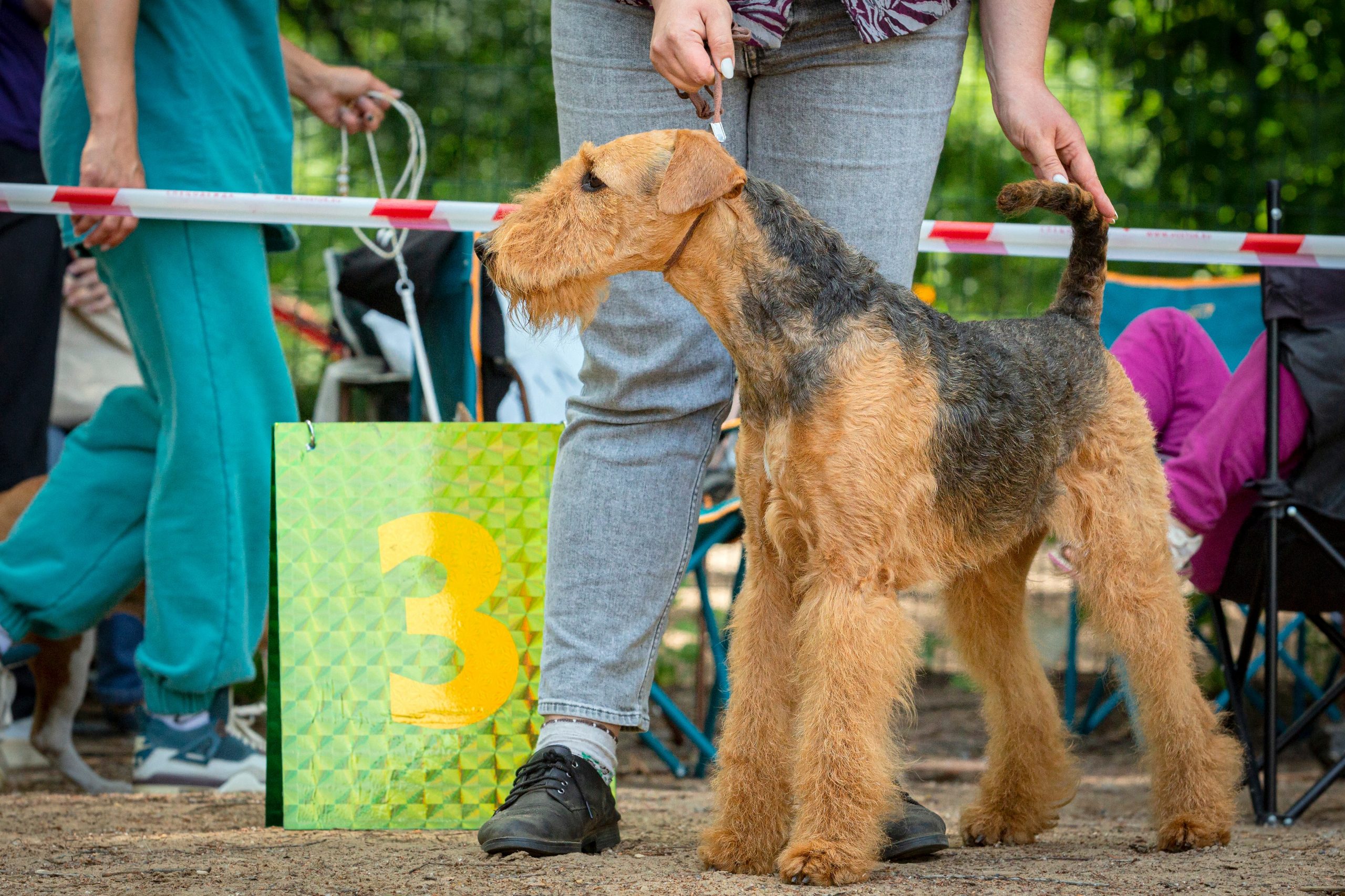 Airedale,Terrier,Dog,At,A,Dog,Show.