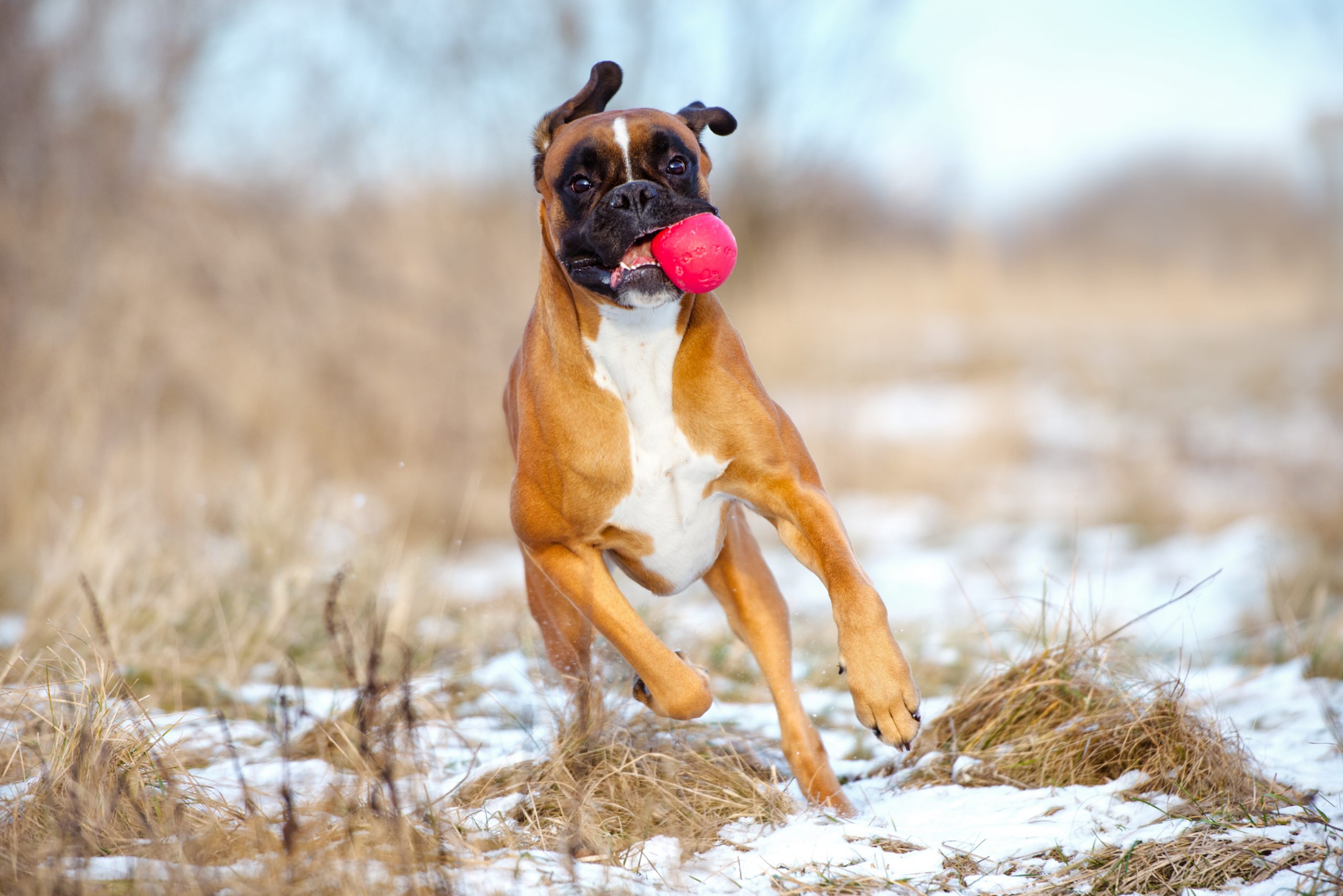 Funny,Boxer,Dog,With,A,Ball