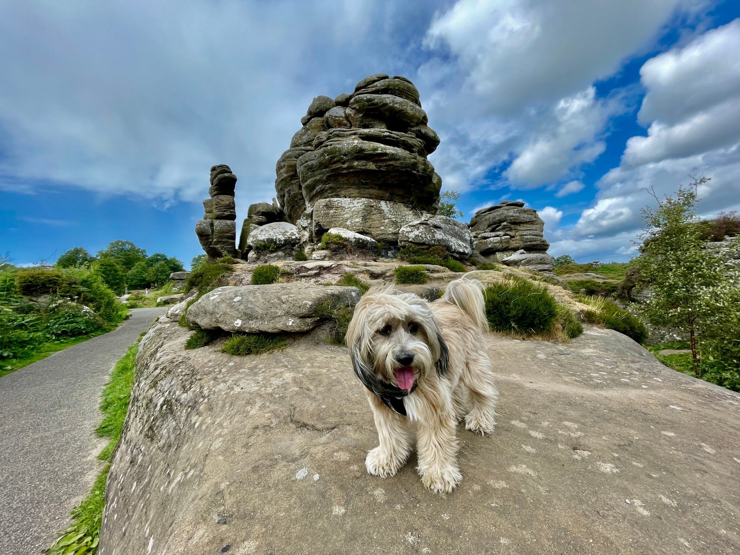 Tibetan,Terrier,Dog,Cute,Happy