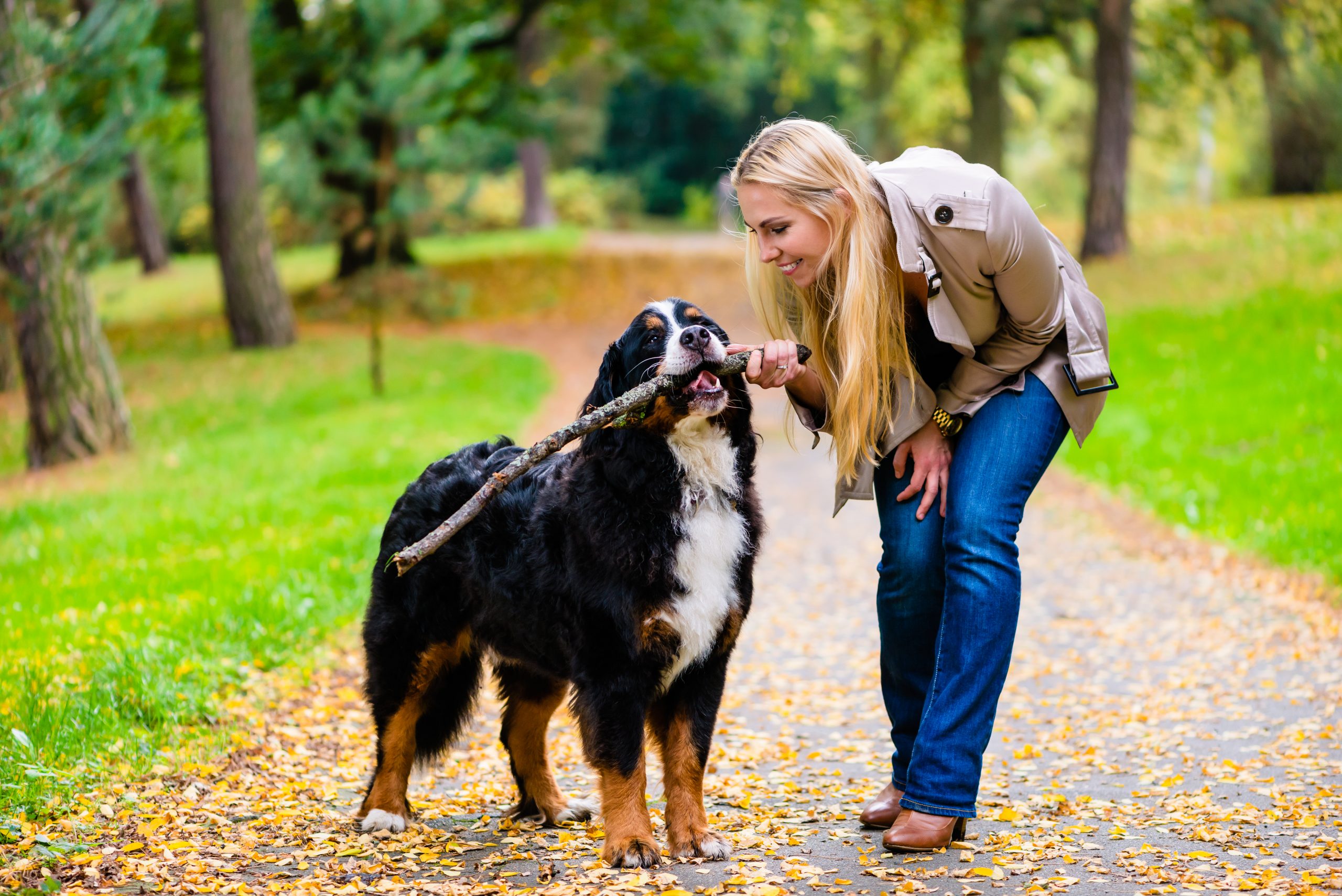 Woman,And,Dog,At,Retrieving,Stick,Game,In,Fall,Park