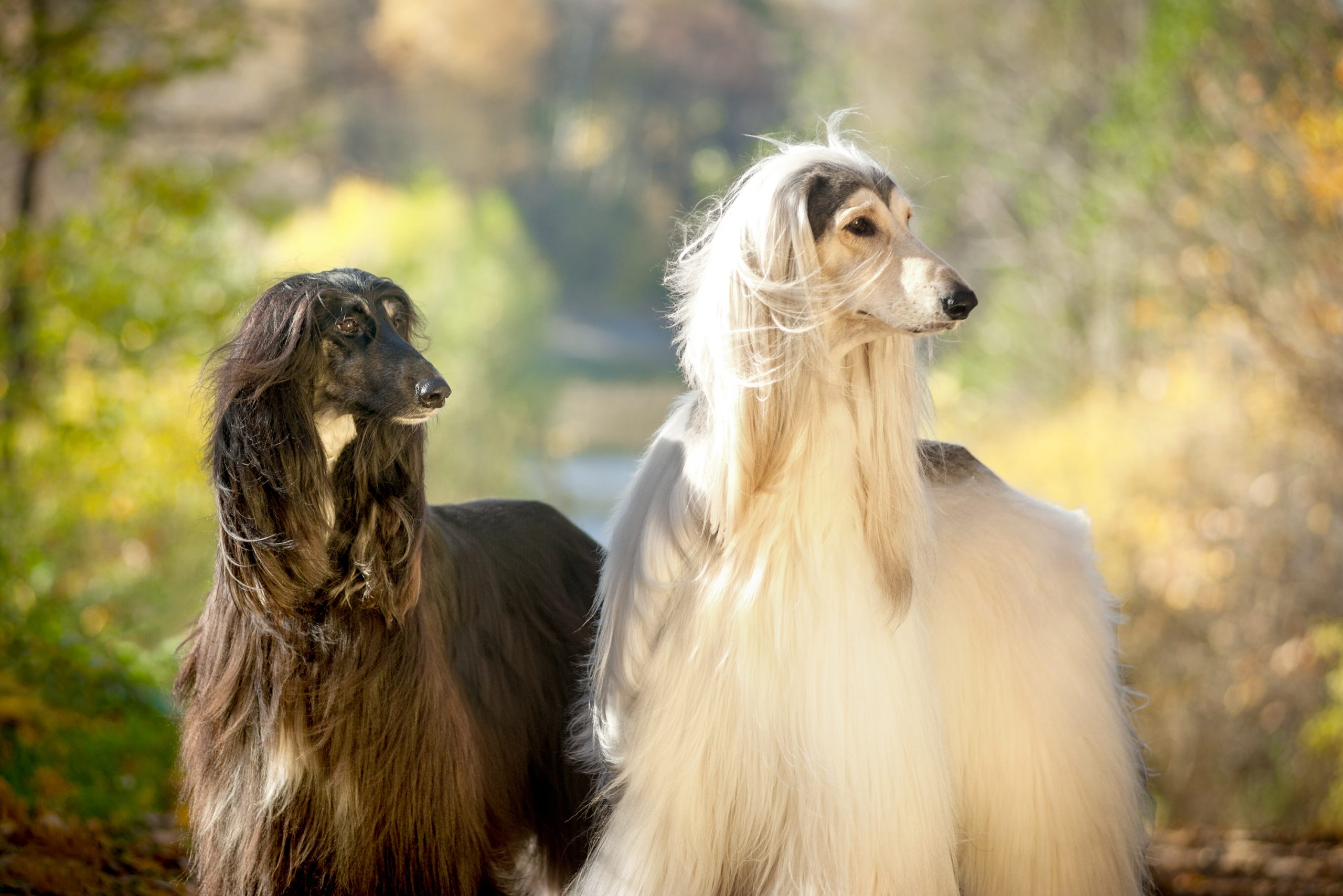Two,Afghan,Hounds,Portrait,In,Autumn