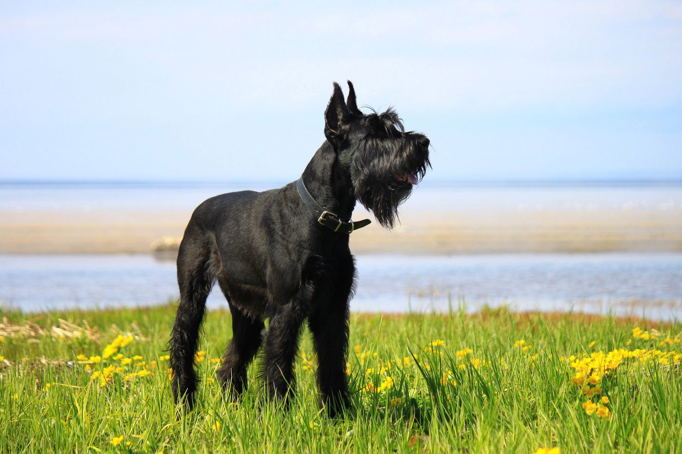 The 10 Most Reliable Dog Breeds for Personal Protection → K-9 Specialist