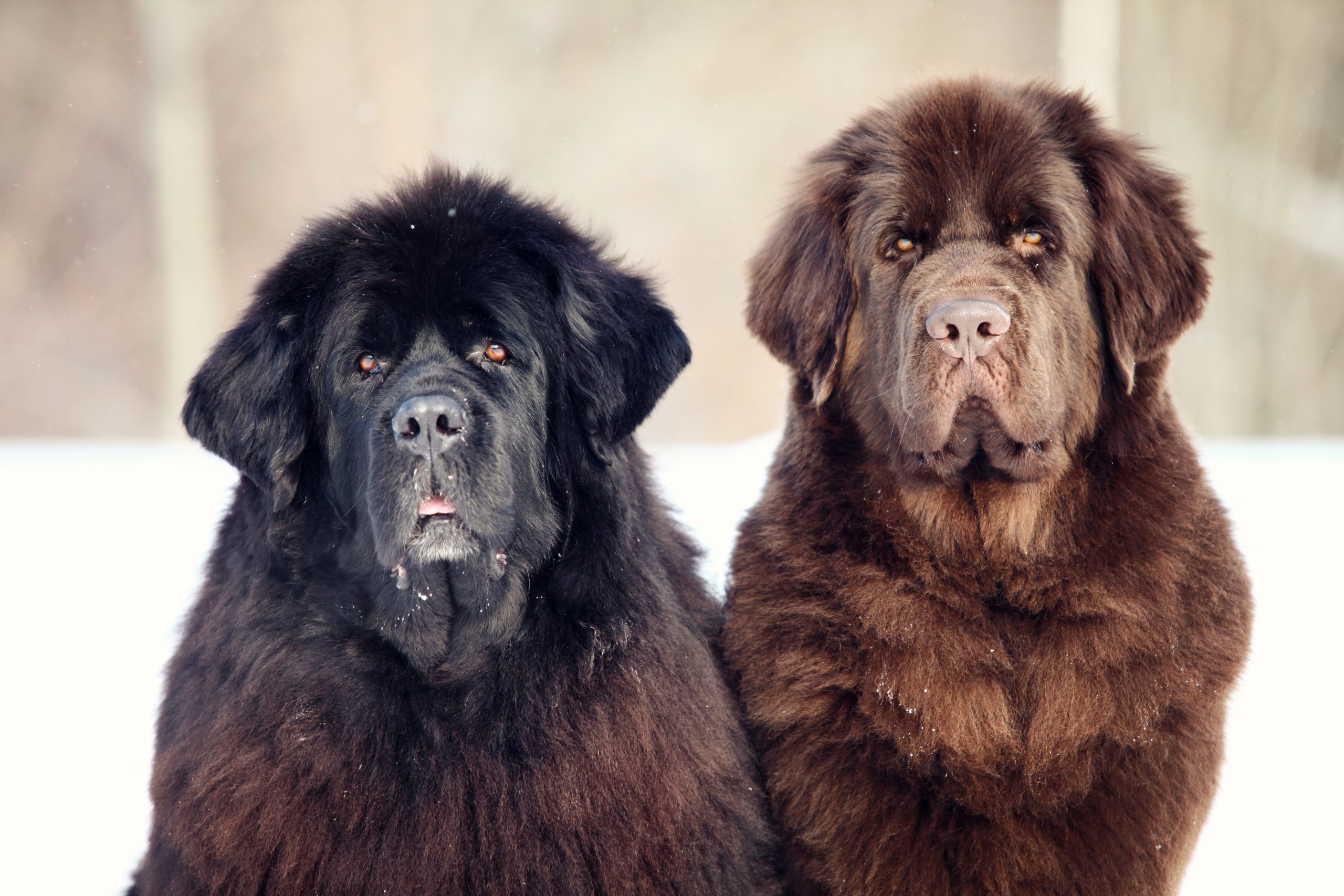 Newfoundland,Dog,Sitting,And,Looking,At,The,Camera,In,Winter