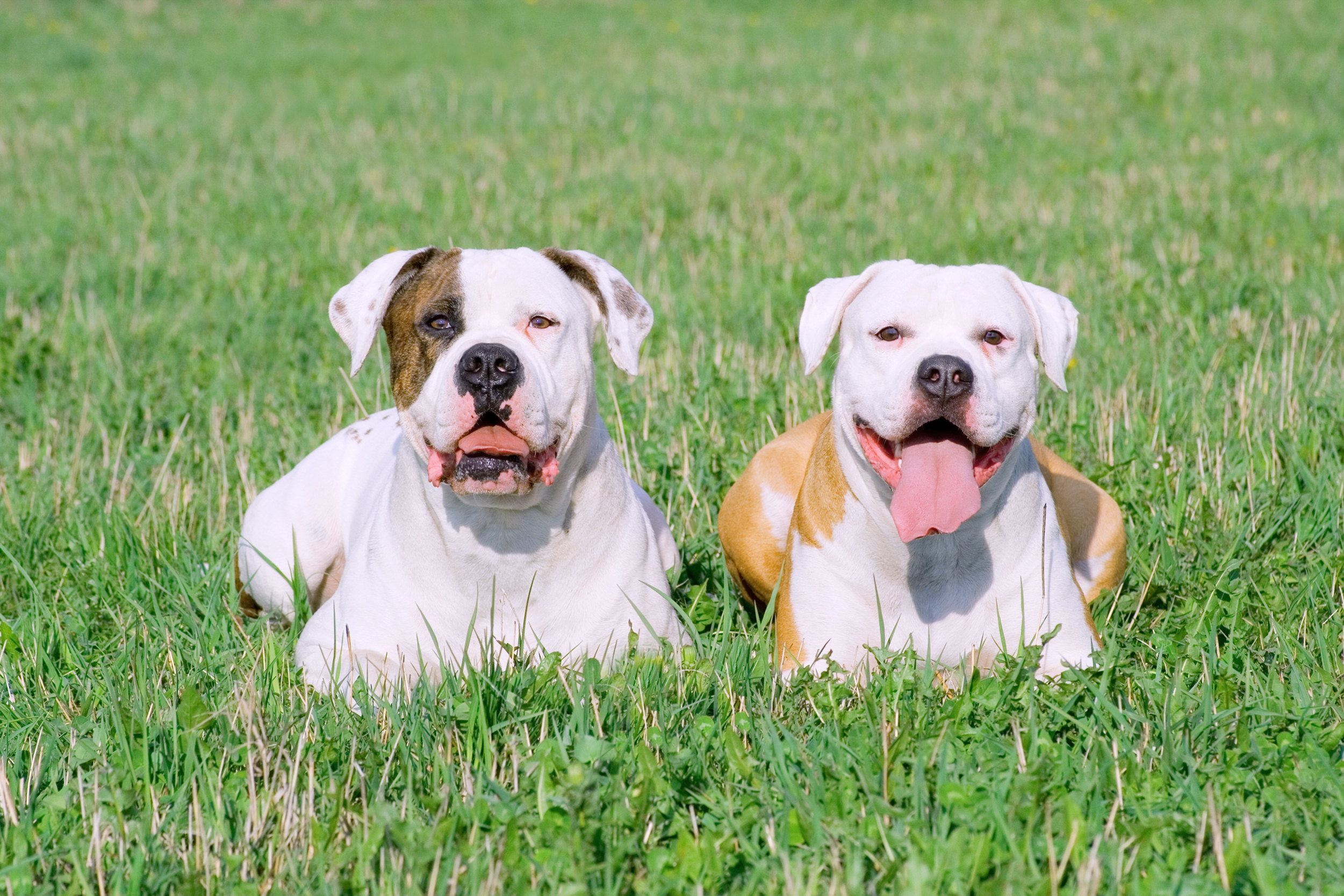 Portrait,Of,American,Bulldogs,On,The,Green,Grass