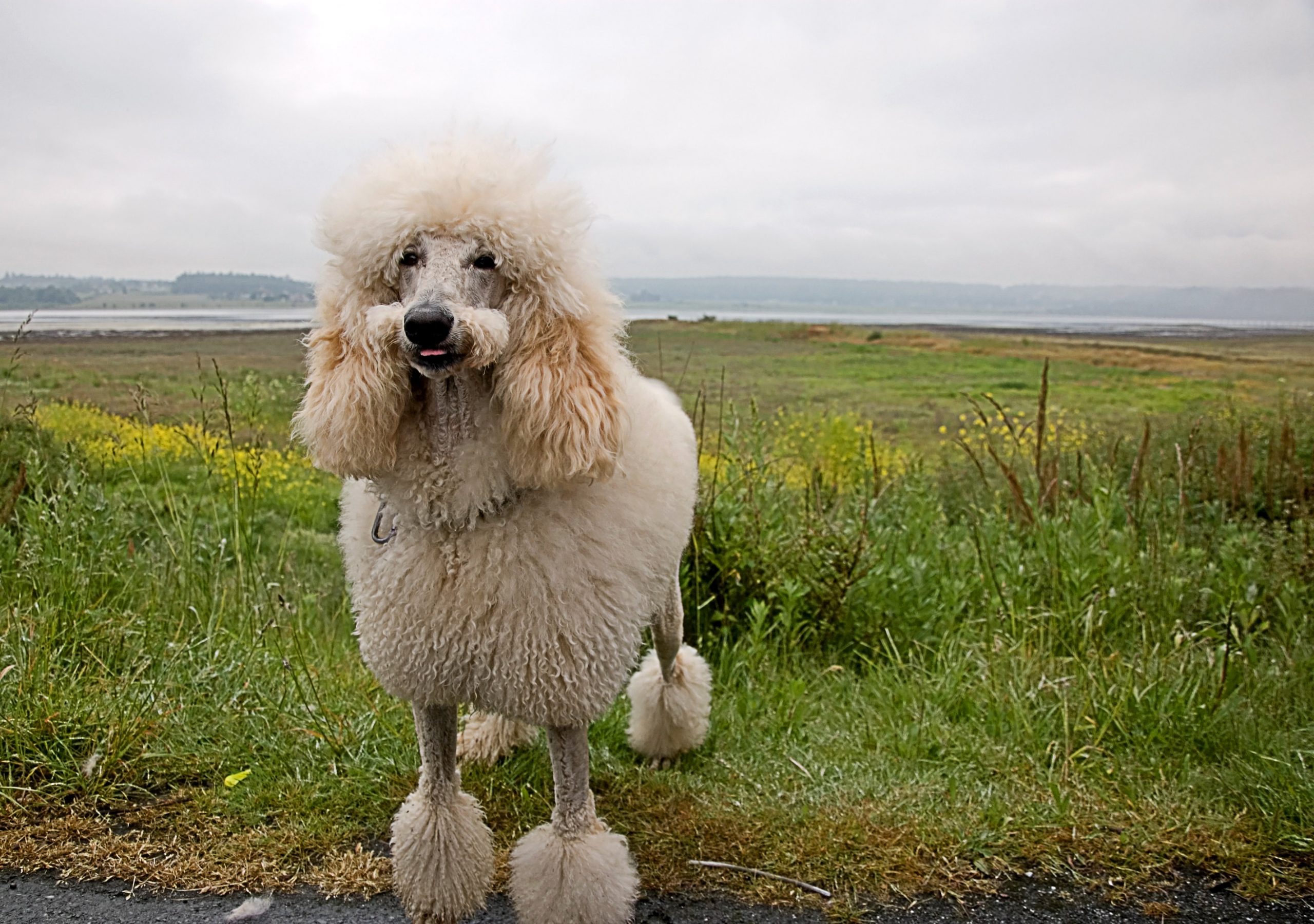 This,White,Standard,Poodle,Appears,As,Tho,He's,Smiling,With