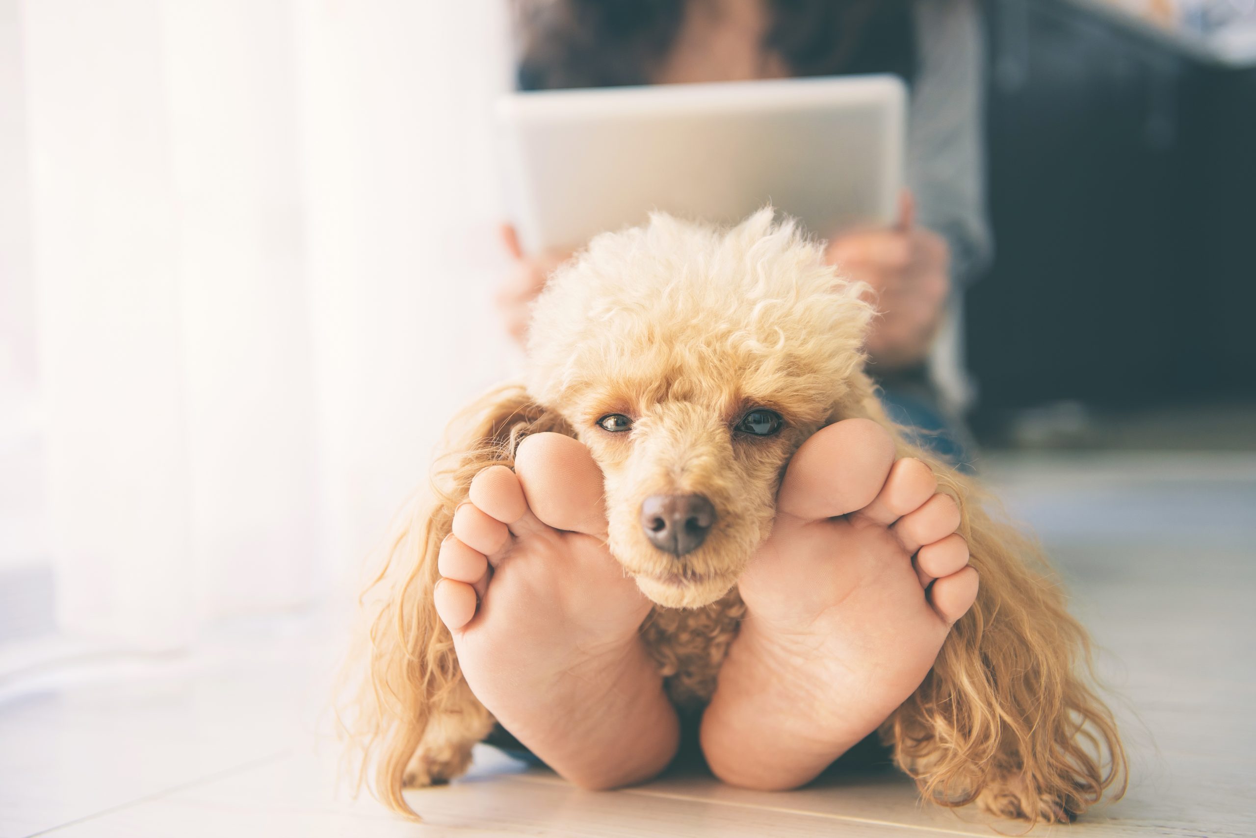 Young,Women,Is,Resting,With,A,Dog,On,The,Floor