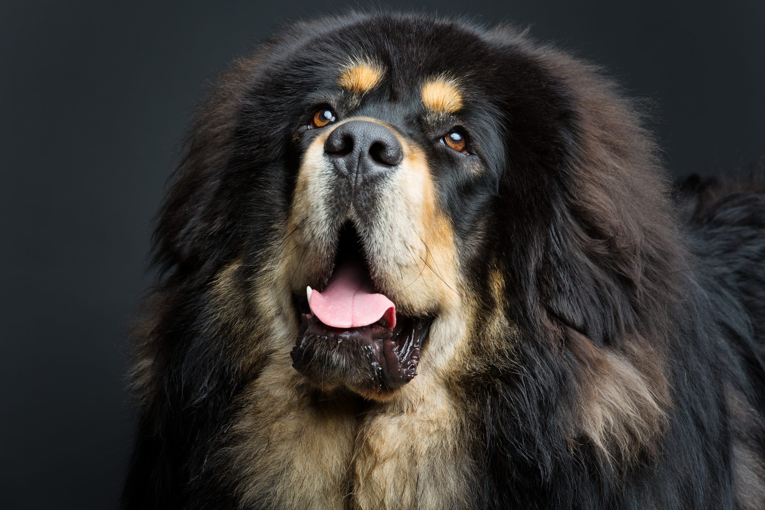 Beautiful,Big,Tibetan,Mastiff,Dog