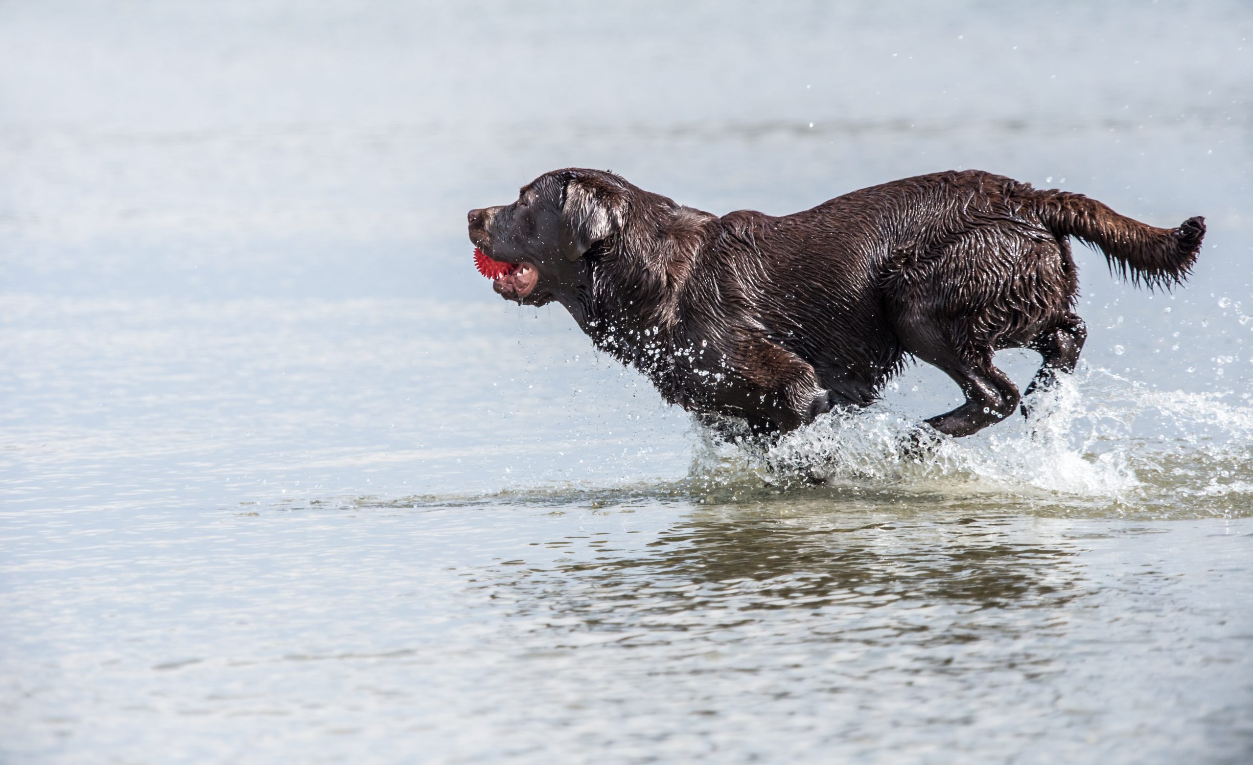 A,Newfoundland,Dog,Runs,Through,Water