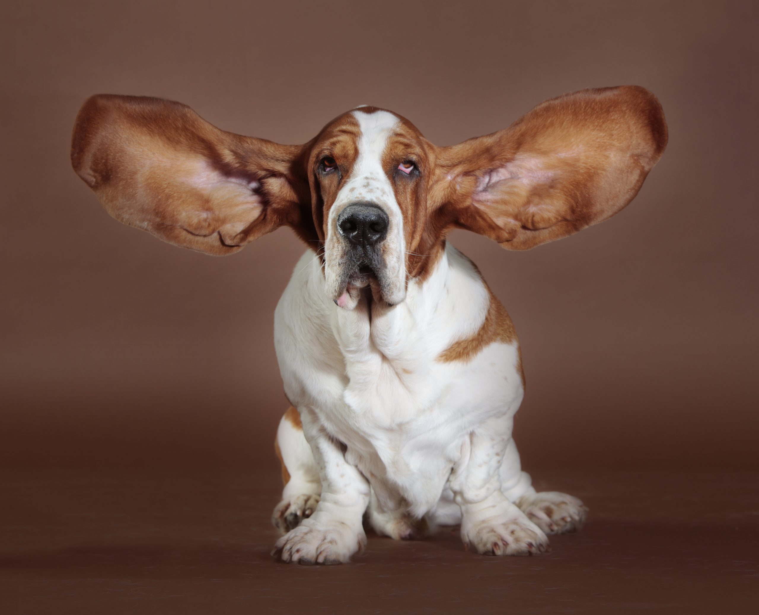Basset,Hound,Flying,Ears,Stand,In,Studio