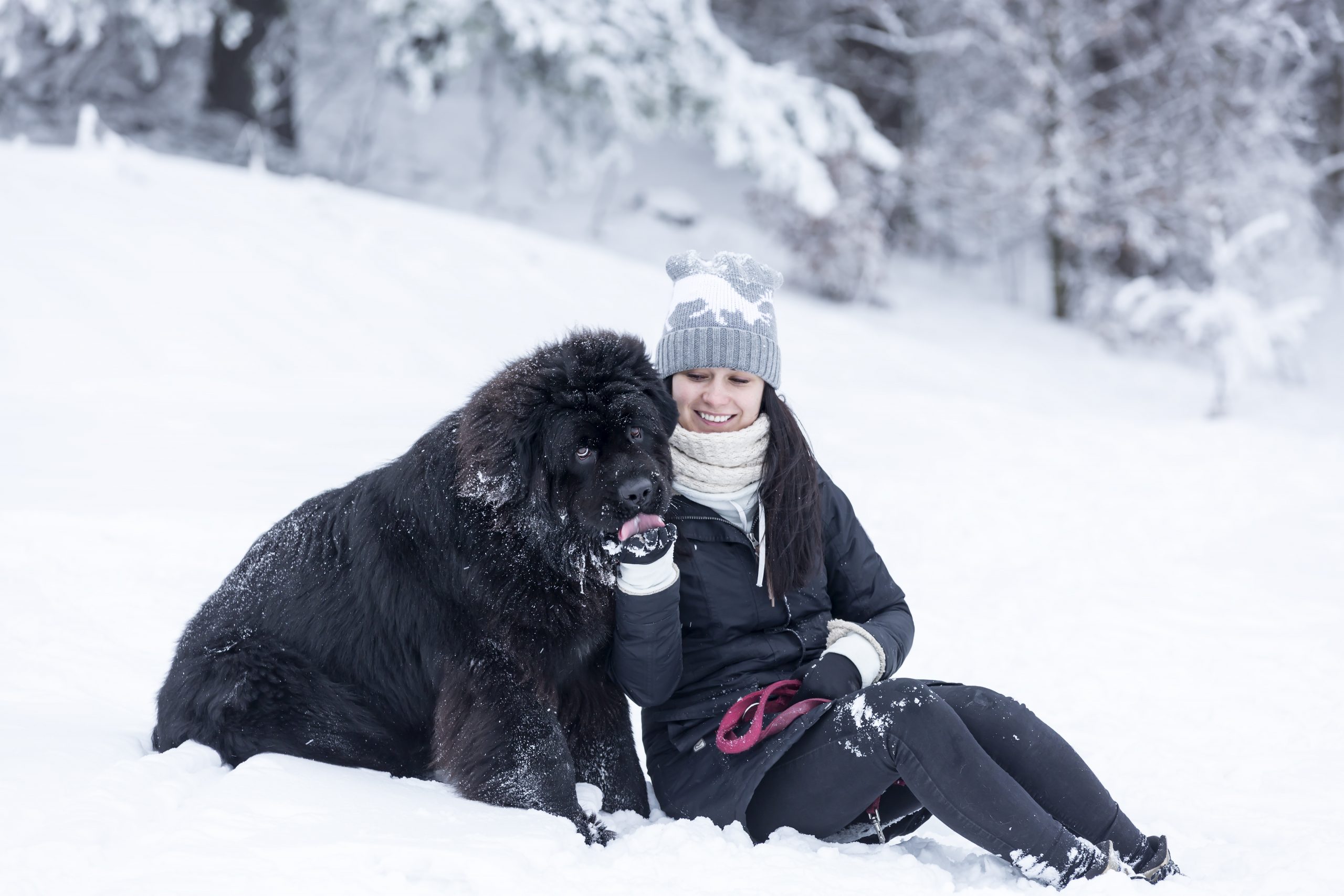 Woman,And,Newfoundland,,Fun,In,The,Snow.