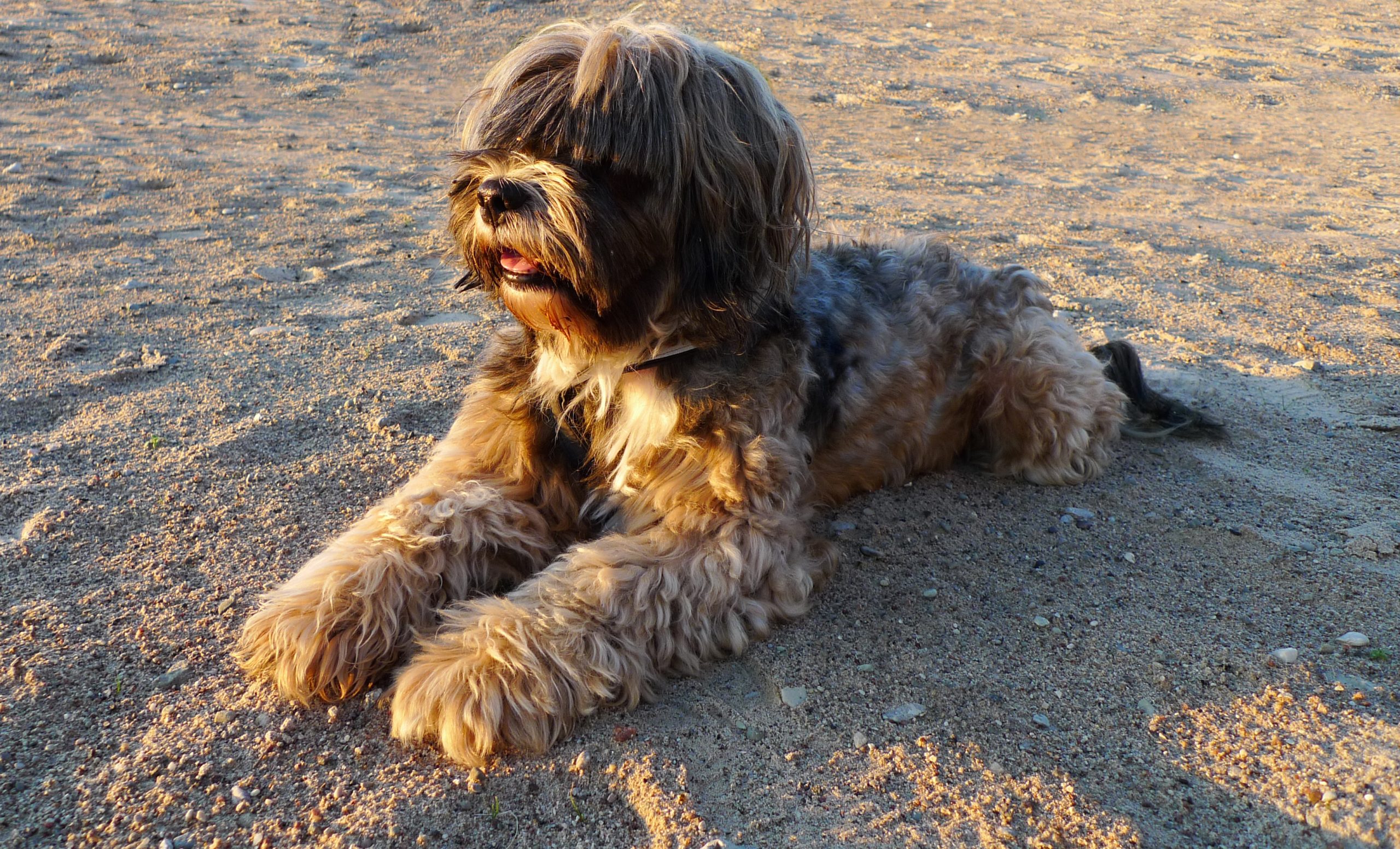 Tibetan,Terrier,Laying,On,The,Beach,In,The,Sand.,In