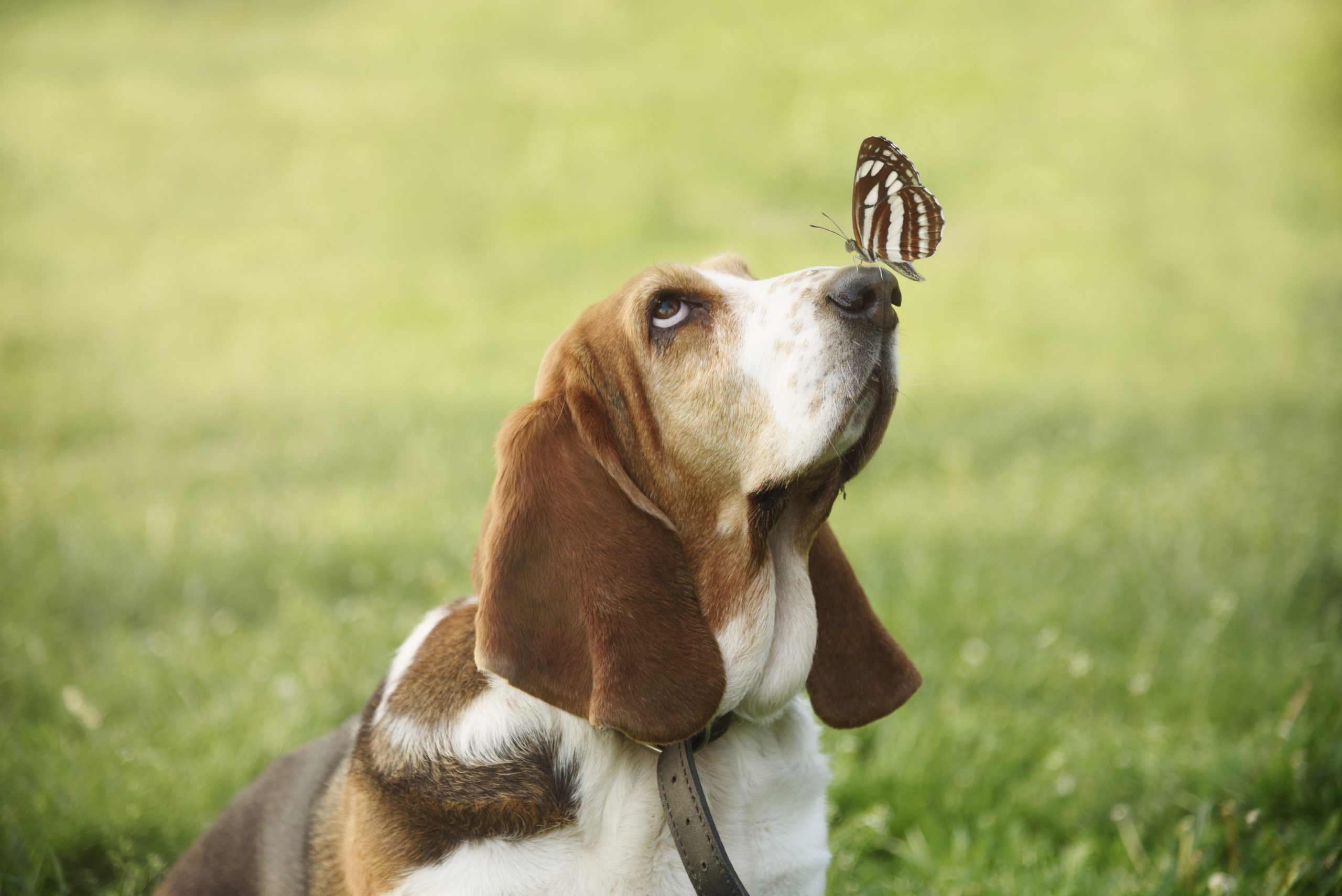 Cute,Funny,Dog,Portrait,With,Butterfly,Sitting,On,His,Nose.