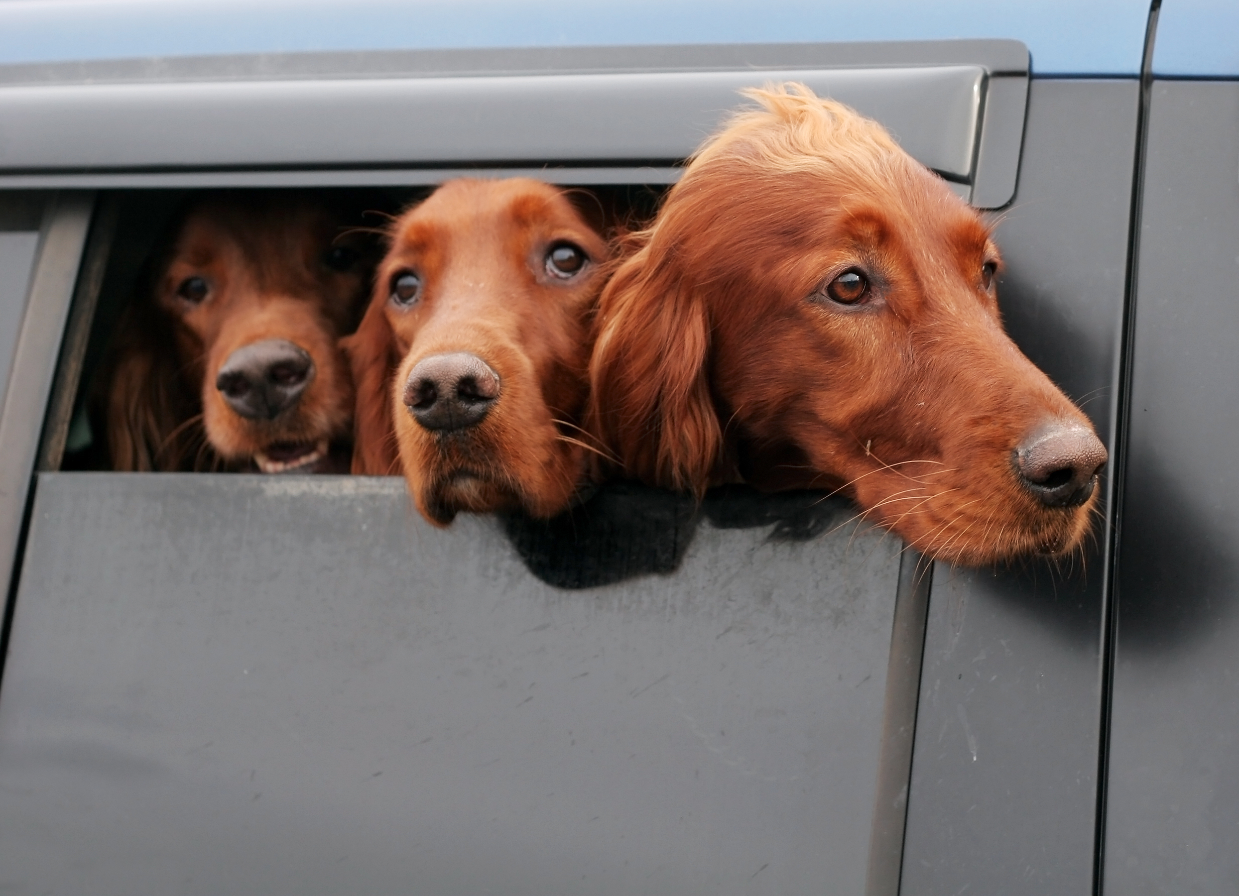 Three,Irish,Setter,Dogs,Looking,Out,Car,Window