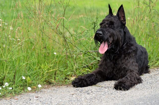 Large,Schnauzer