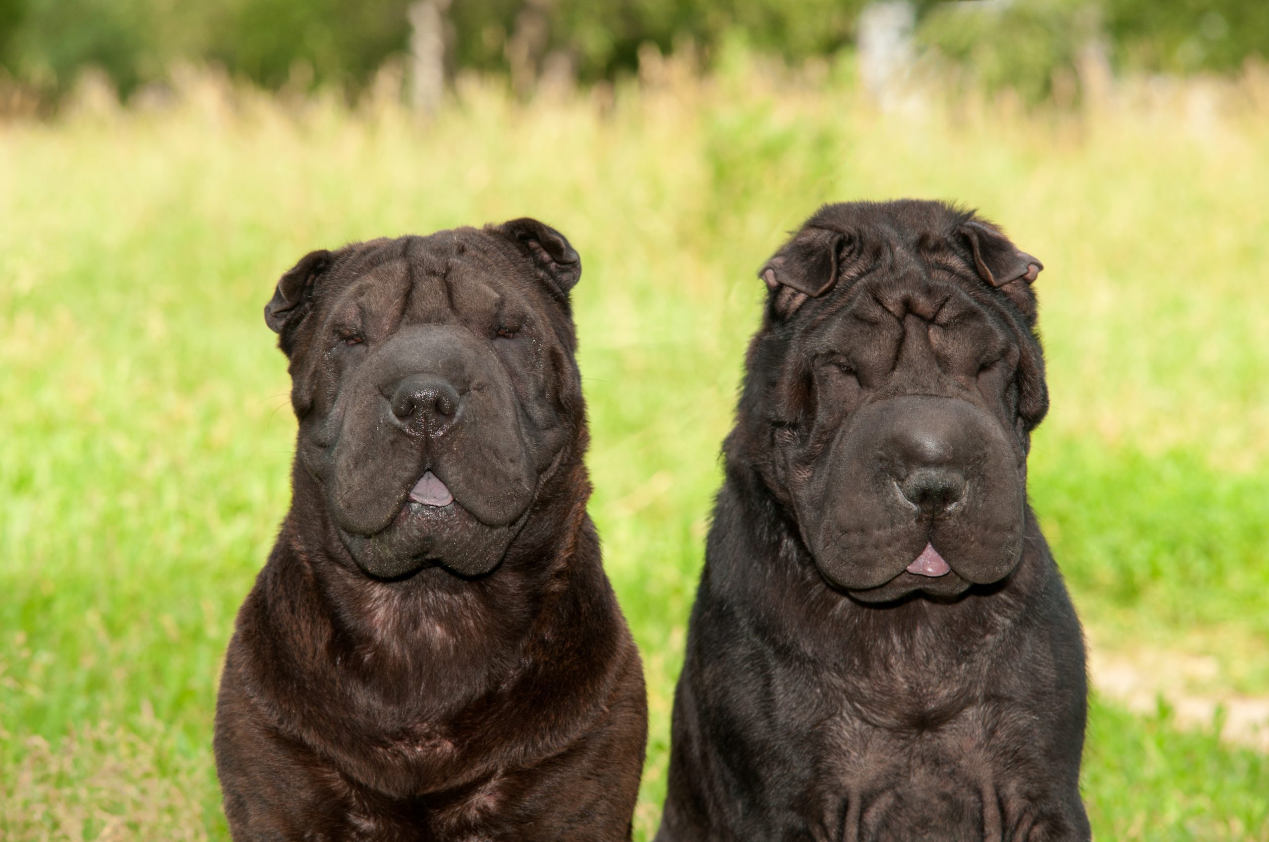 Two,Big,Black,Sharpei,Dogs,Sitting,In,Sunny,Park