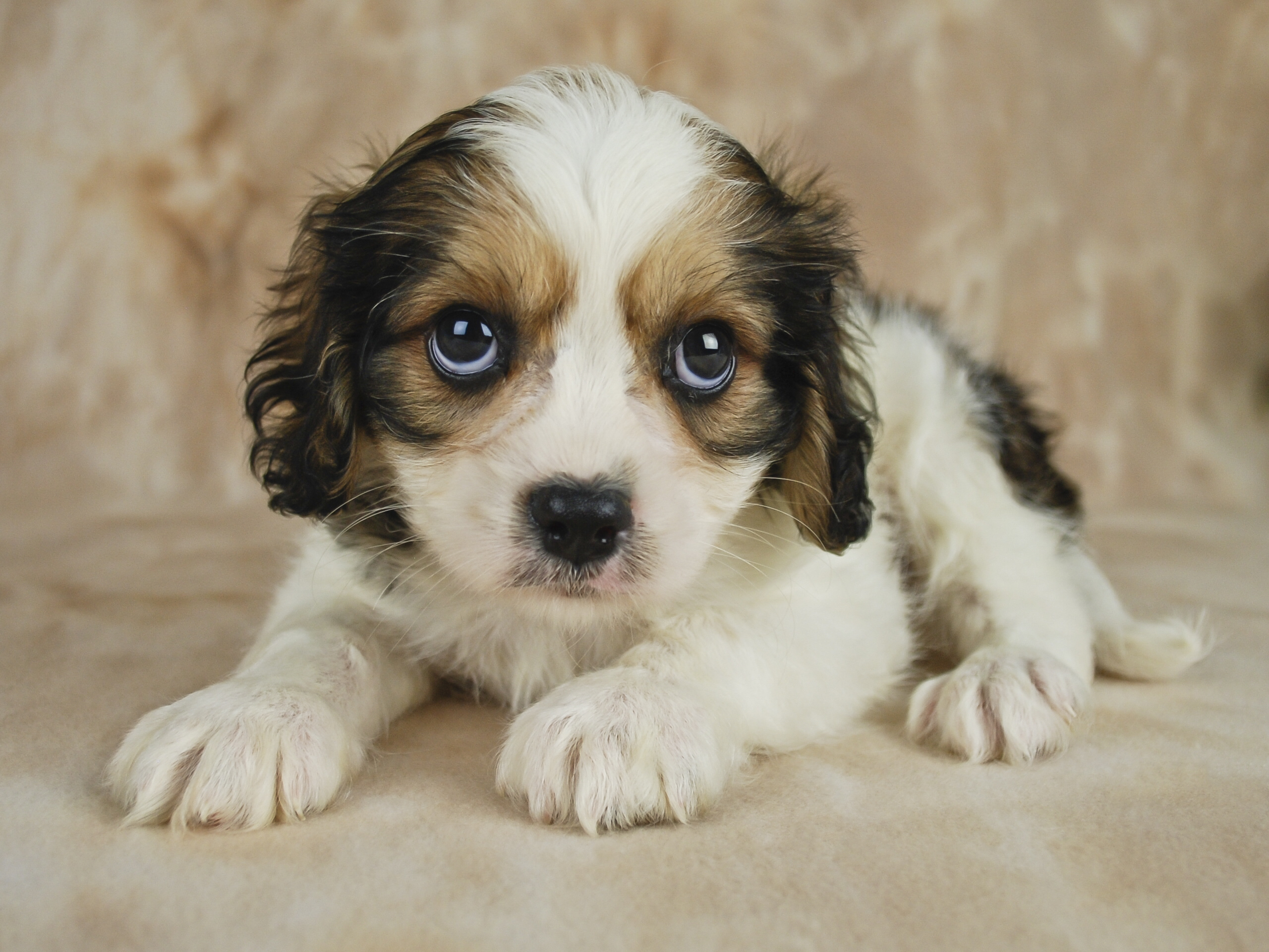 Sweet,Cavachon,Puppy,That,Is,Looking,Sad,And,Sorry,For