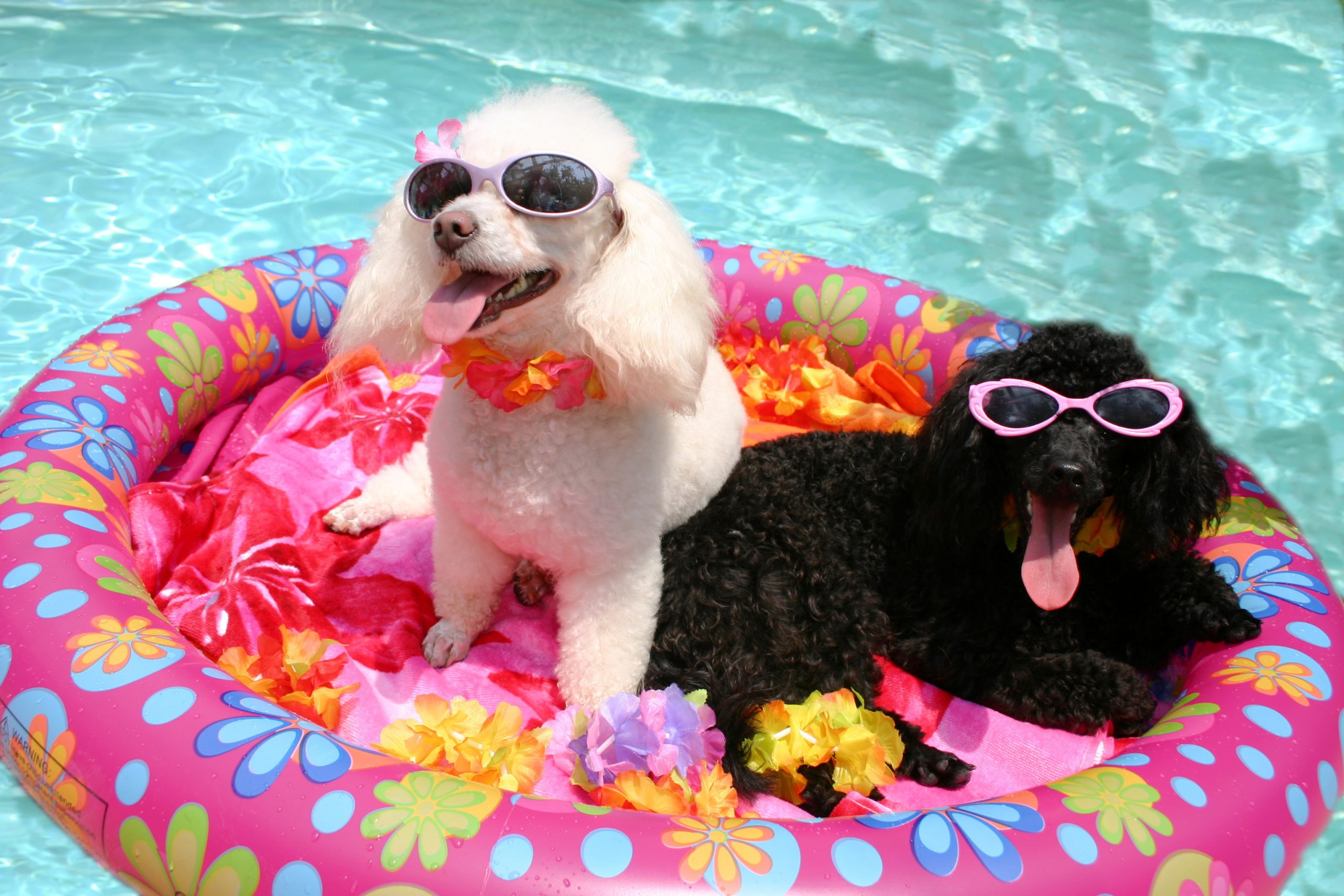 Pool,Poodles