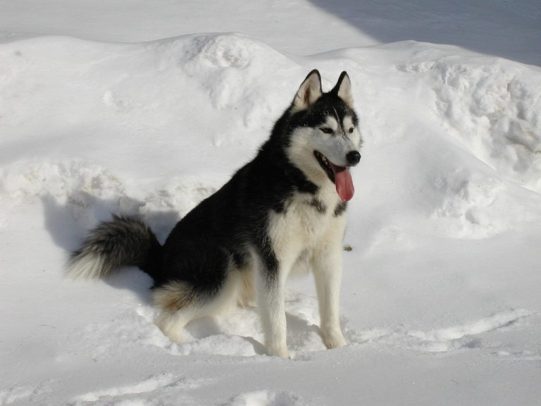 siberian-husky-291721_1280-768x576