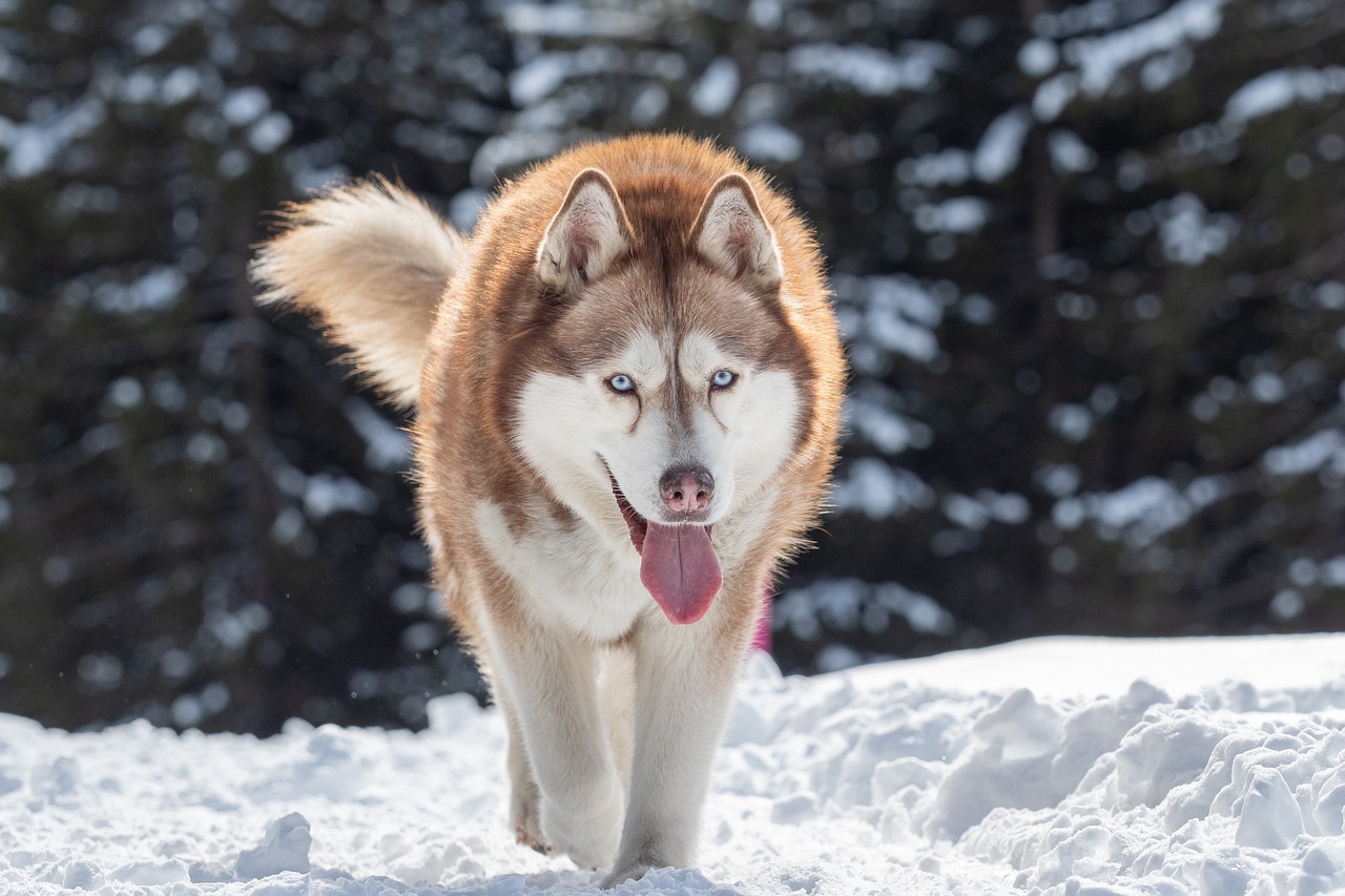25 Things to Love About Huskies
