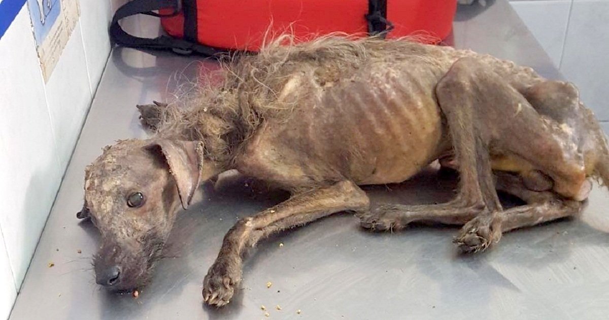 'Starving' Dog Dumped On Streets, Left To Die And Woman Fights All Odds To Save Him