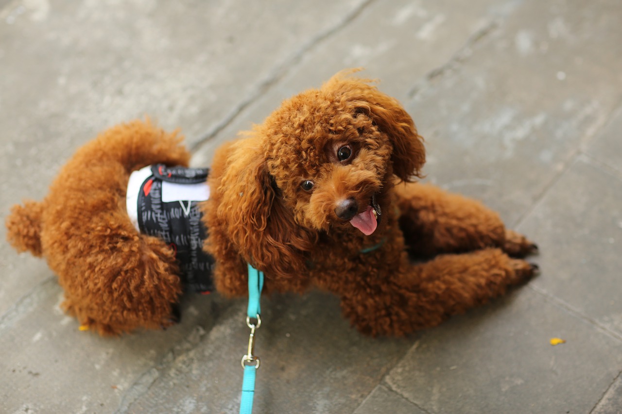 toy-poodle-5987000_1280