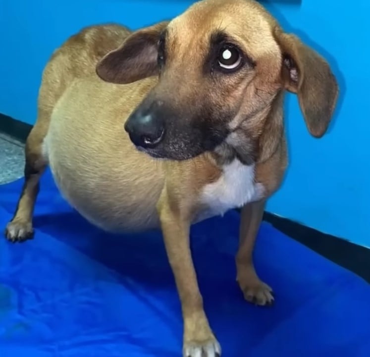 Dog Thrown From Truck For Expecting Puppies Isn't Pregnant