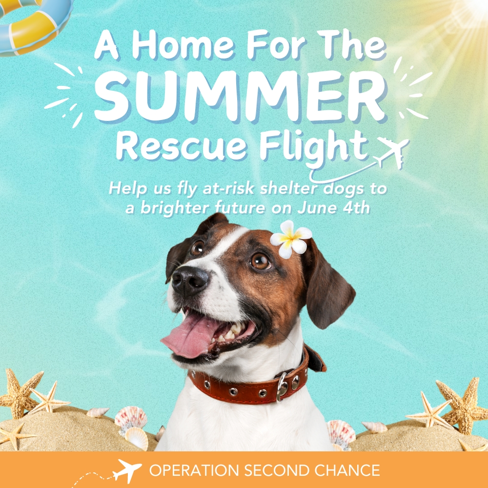 Home for The Summer Rescue Flight 2024 – Donate To Help Shelter Dogs Fly To Safety