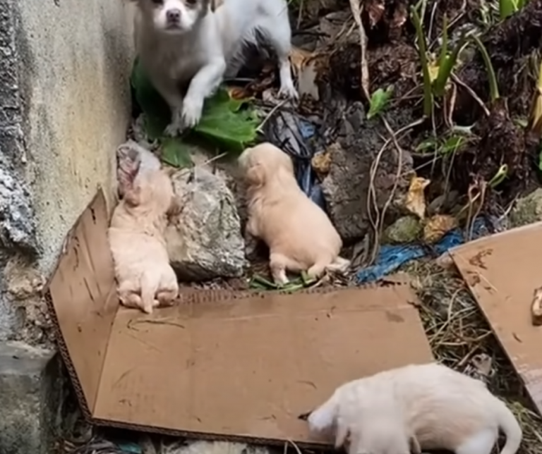 Starving Mother Dog Tries to Keep Her Crying Puppies Warm in the Rain ...